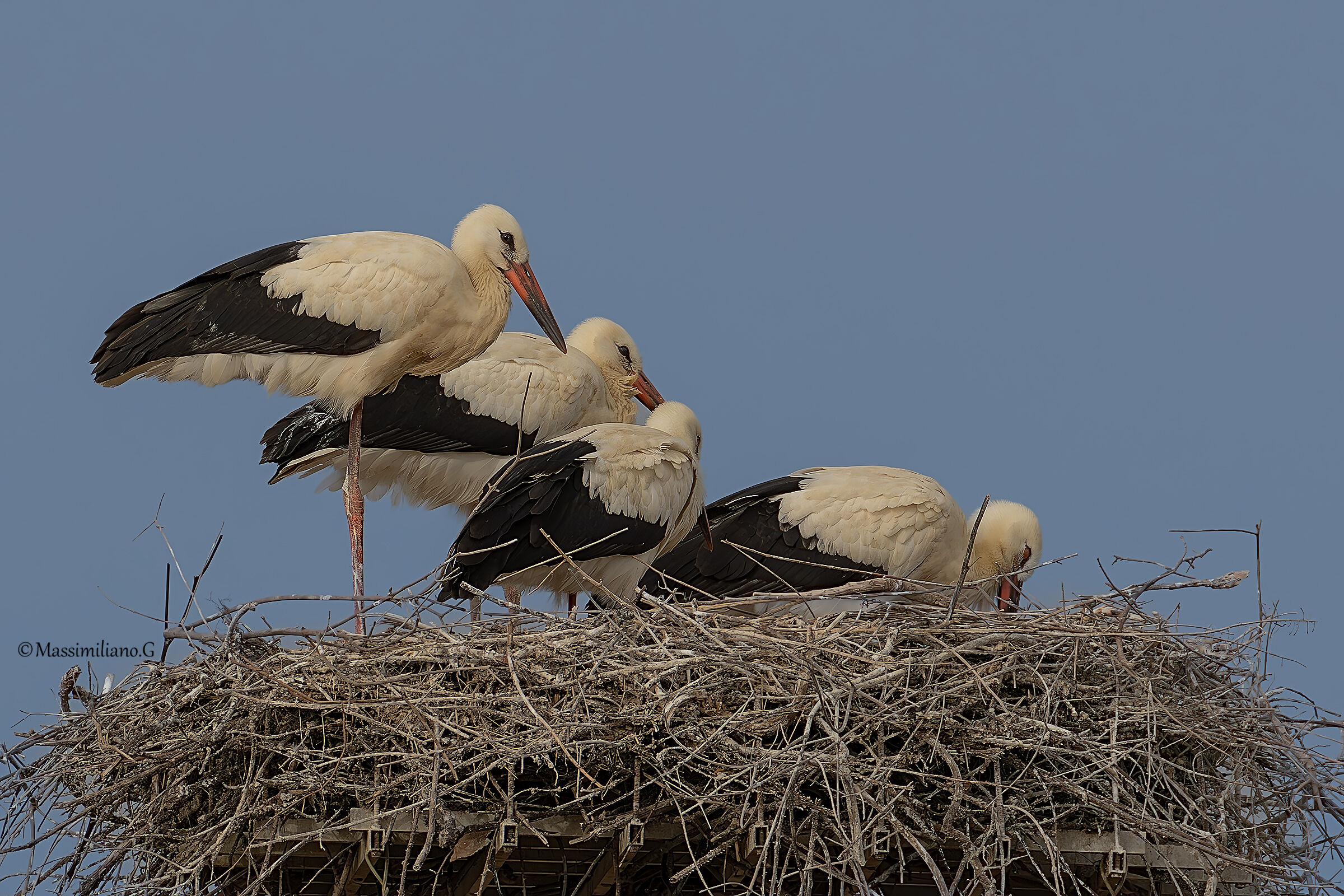 Storks