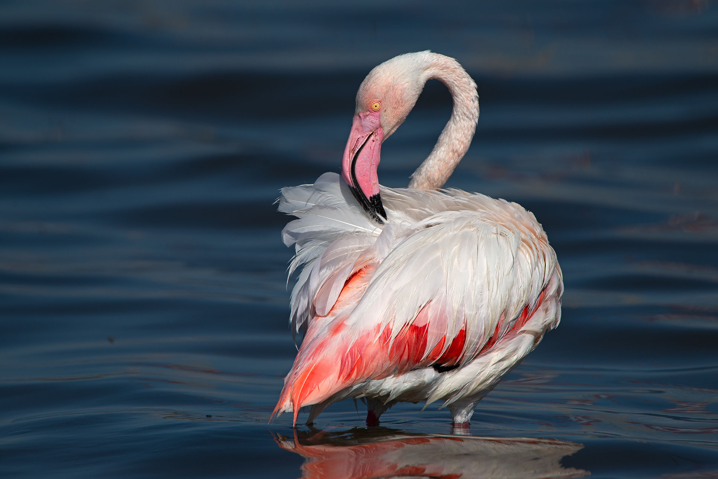 flamingo cleaning