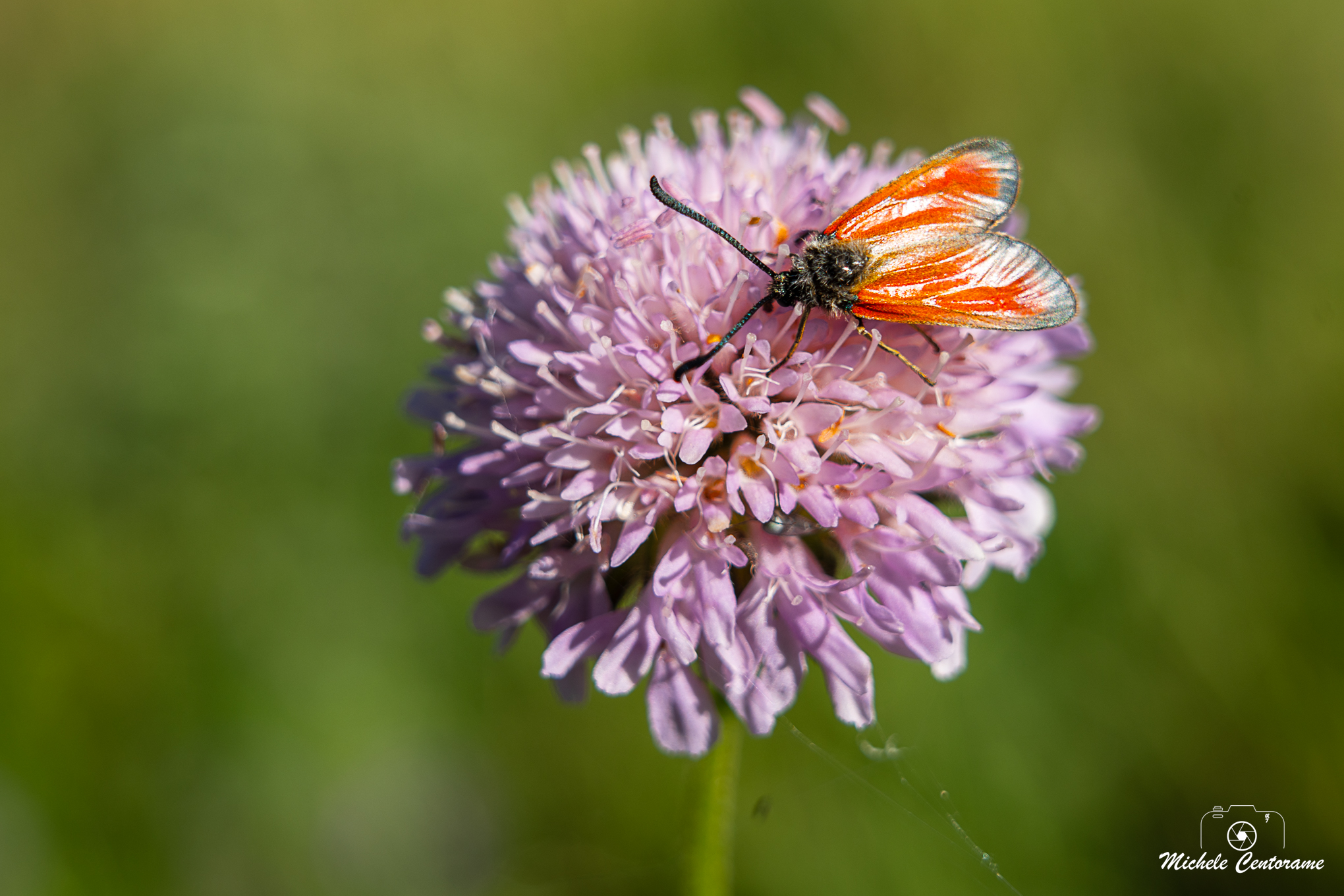 Zygaena purpuralis