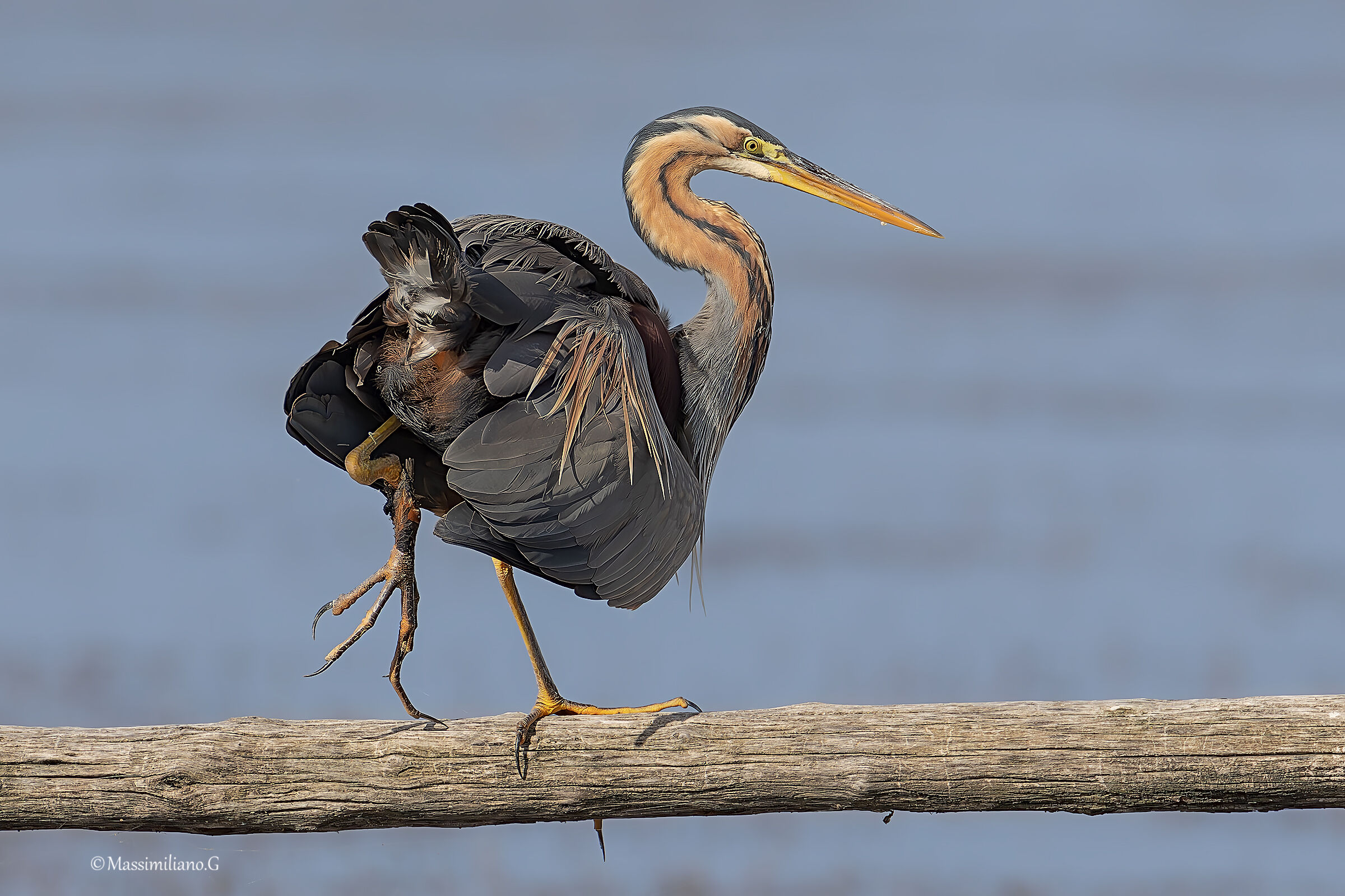Purple heron