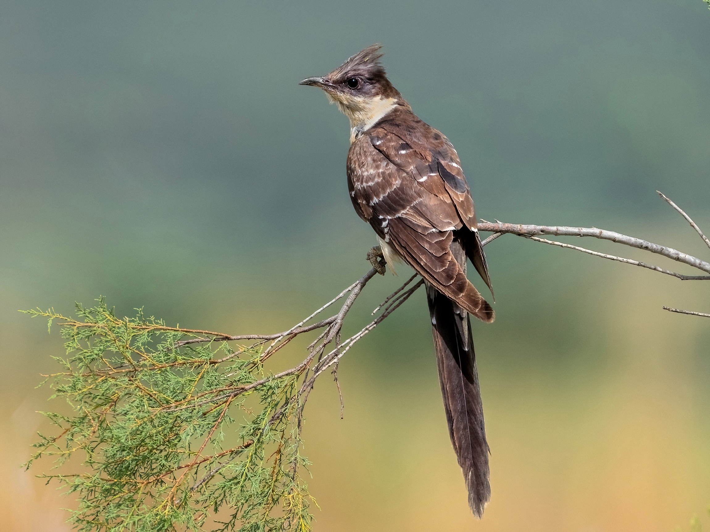 Cuculo dal ciuffo (Clamator glandarius)