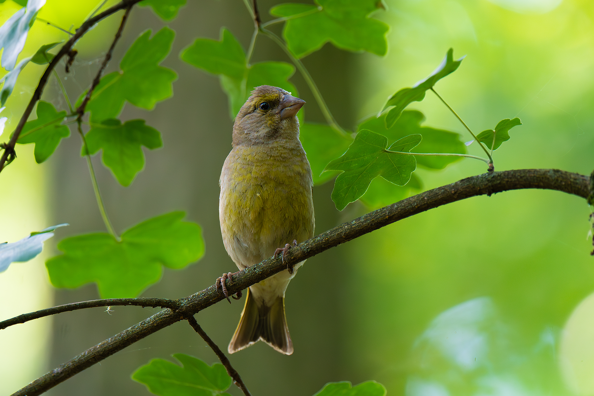Chloris chloris