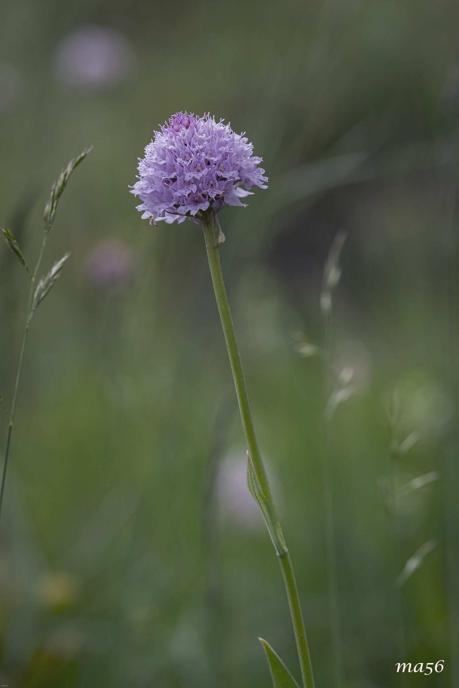 Orchidea dei pascoli
