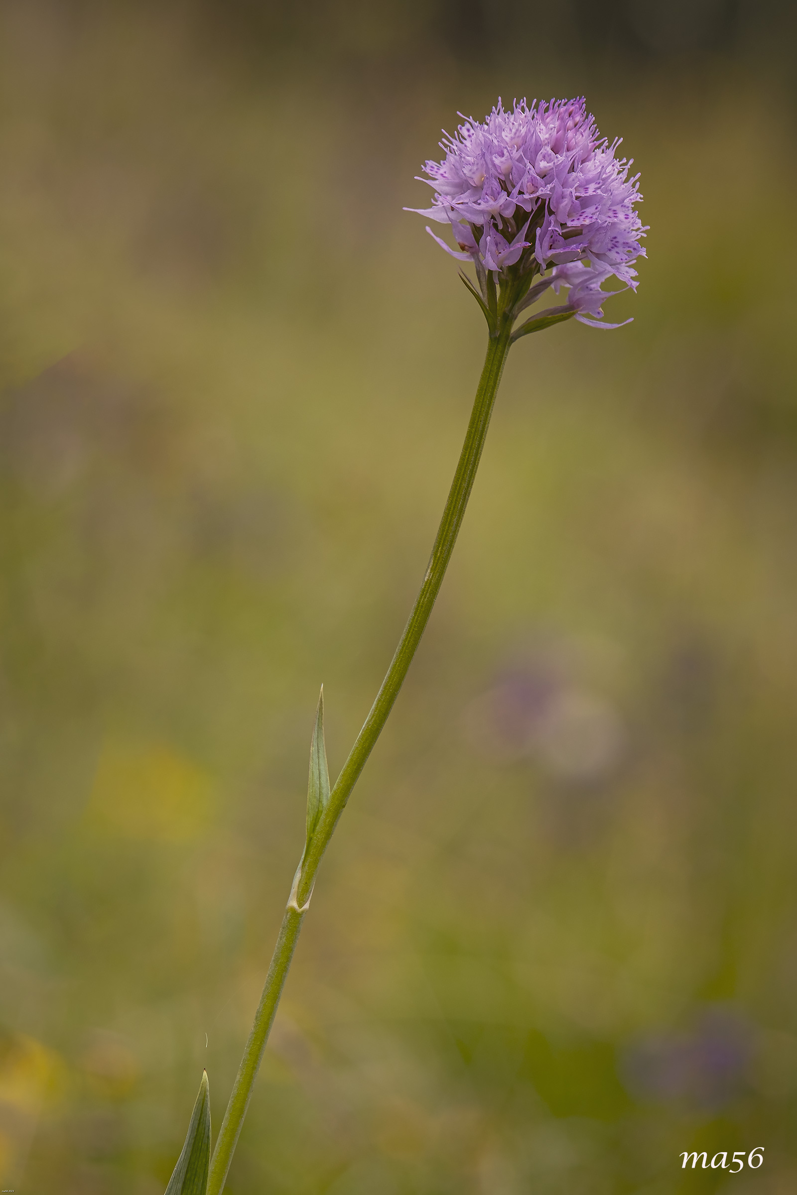 Pasture orchid