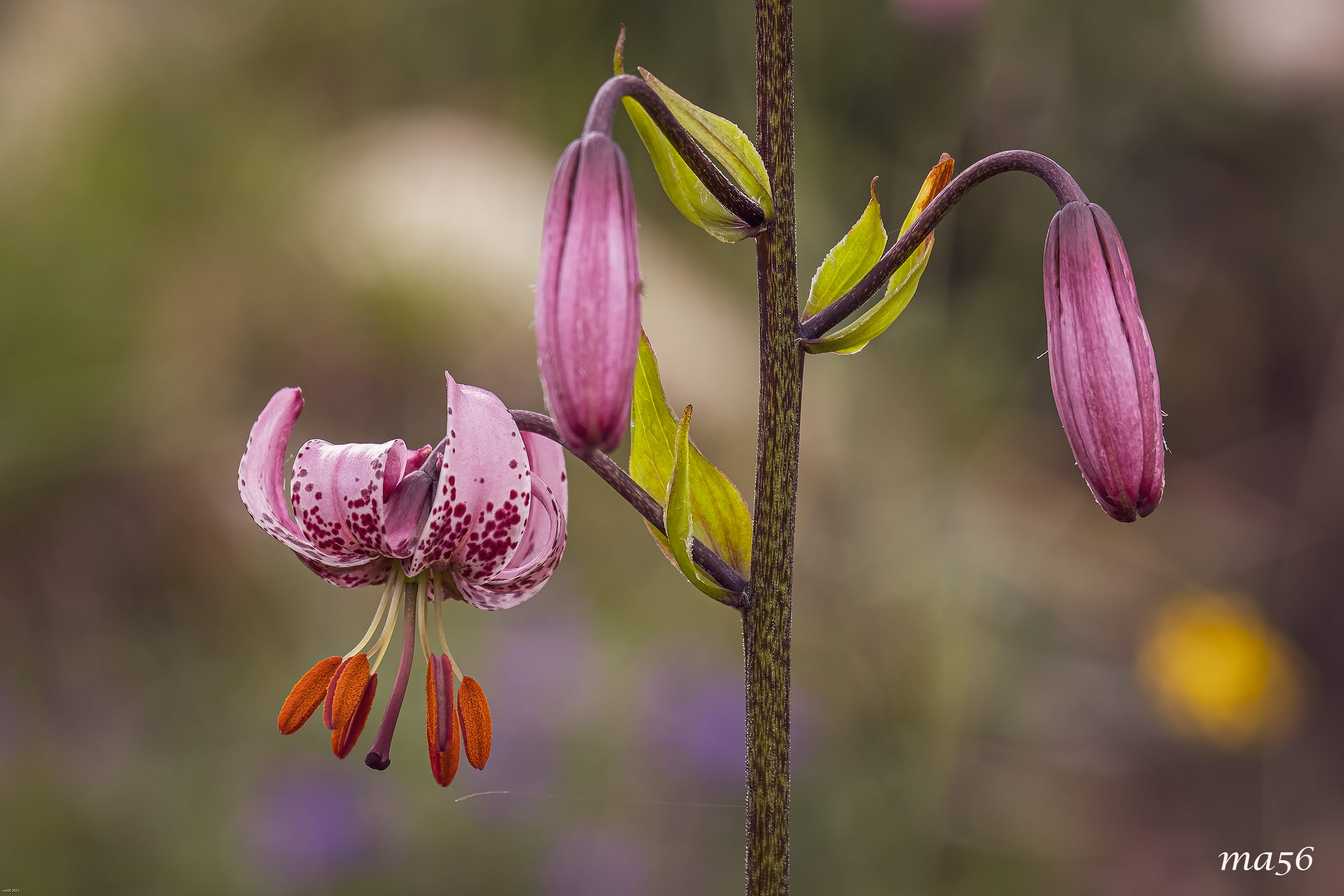 Martagon lily
