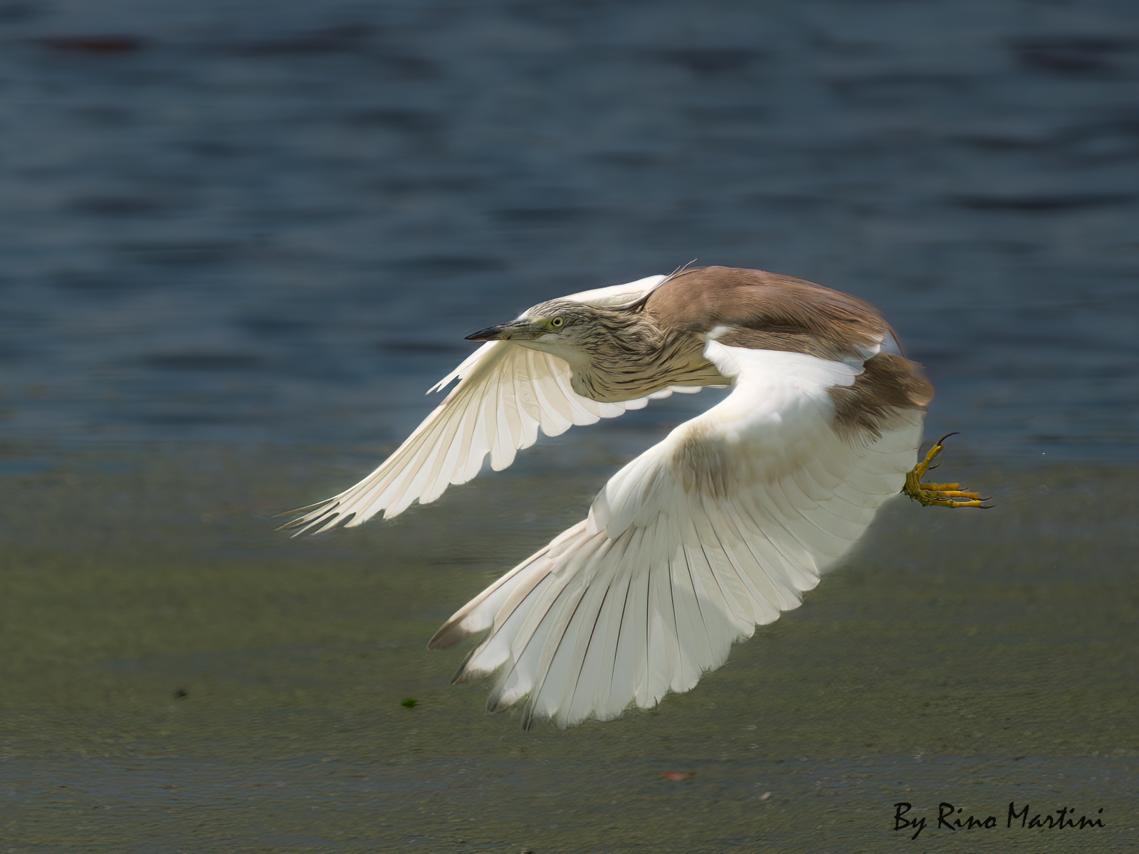 Squacco Heron in flight