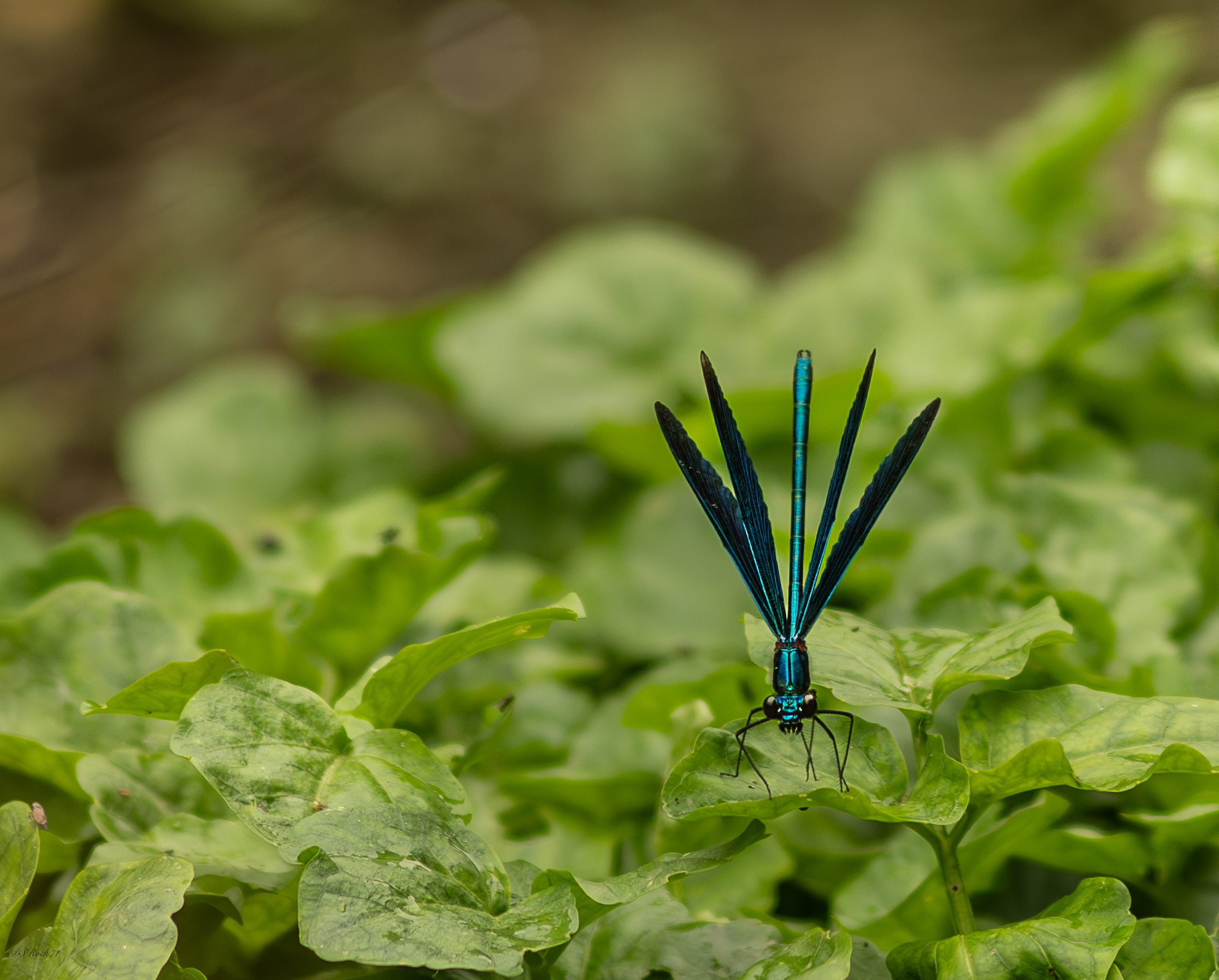 Slightly aggressive dragonfly
