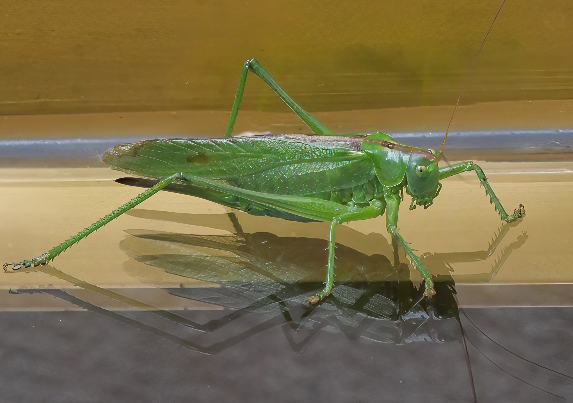 Welcome guest at dinner