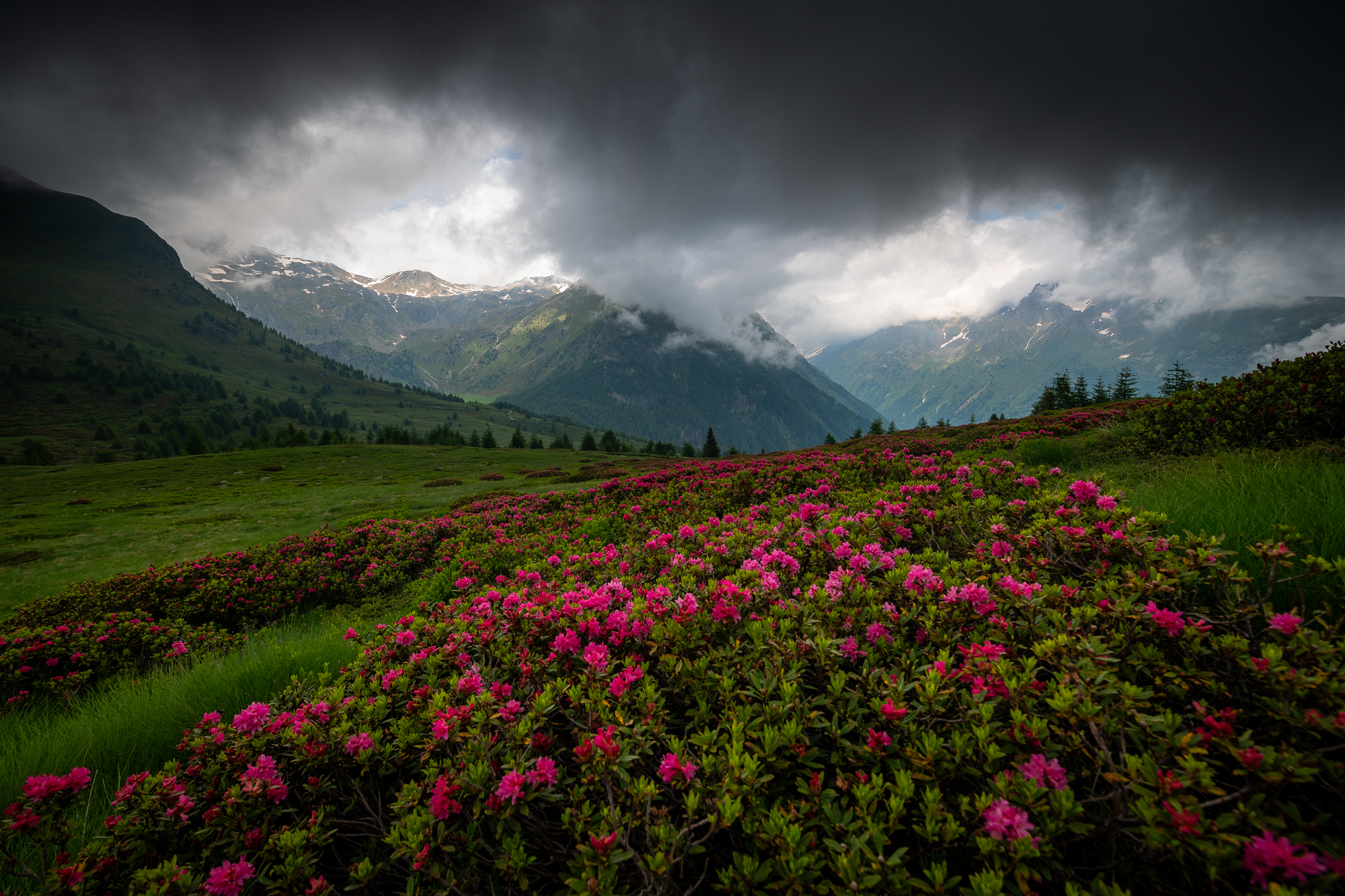 Rododendri del Mortirolo