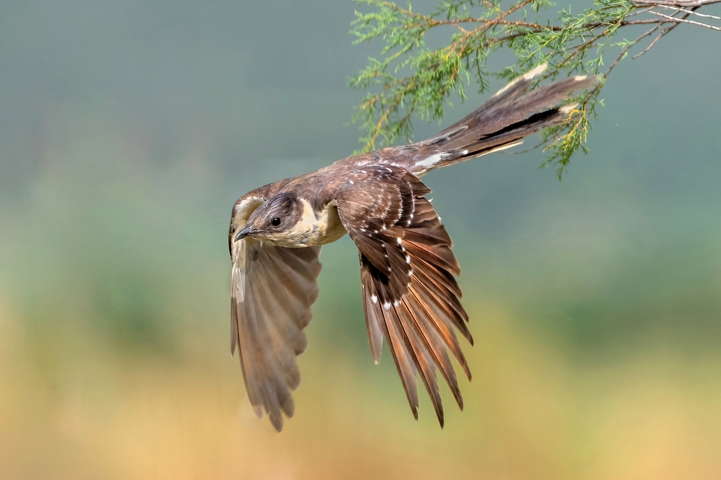 Cuculo dal ciuffo (Clamator glandarius)