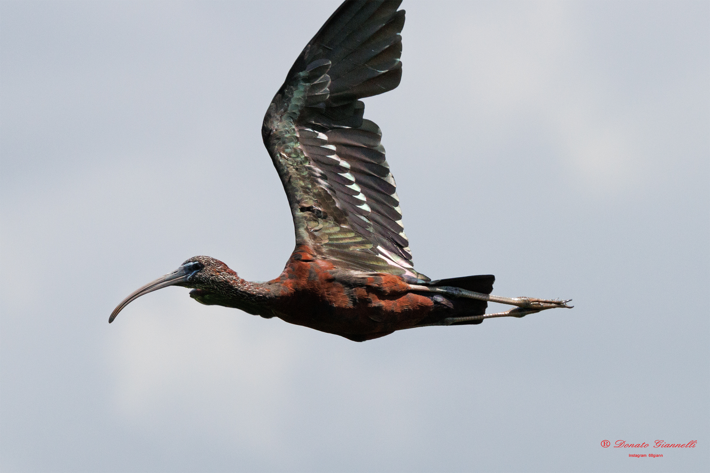 Glossy ibis