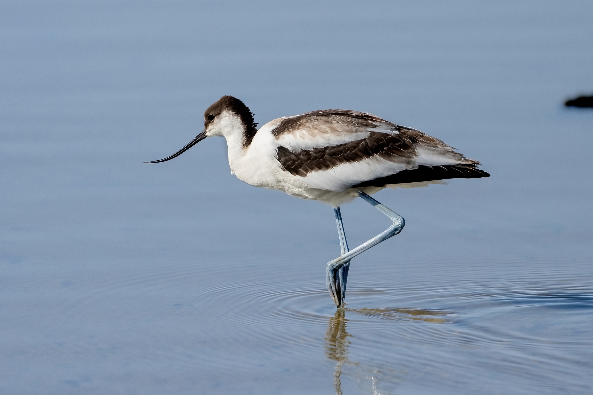 Avocet (Recurvirostra avosetta)