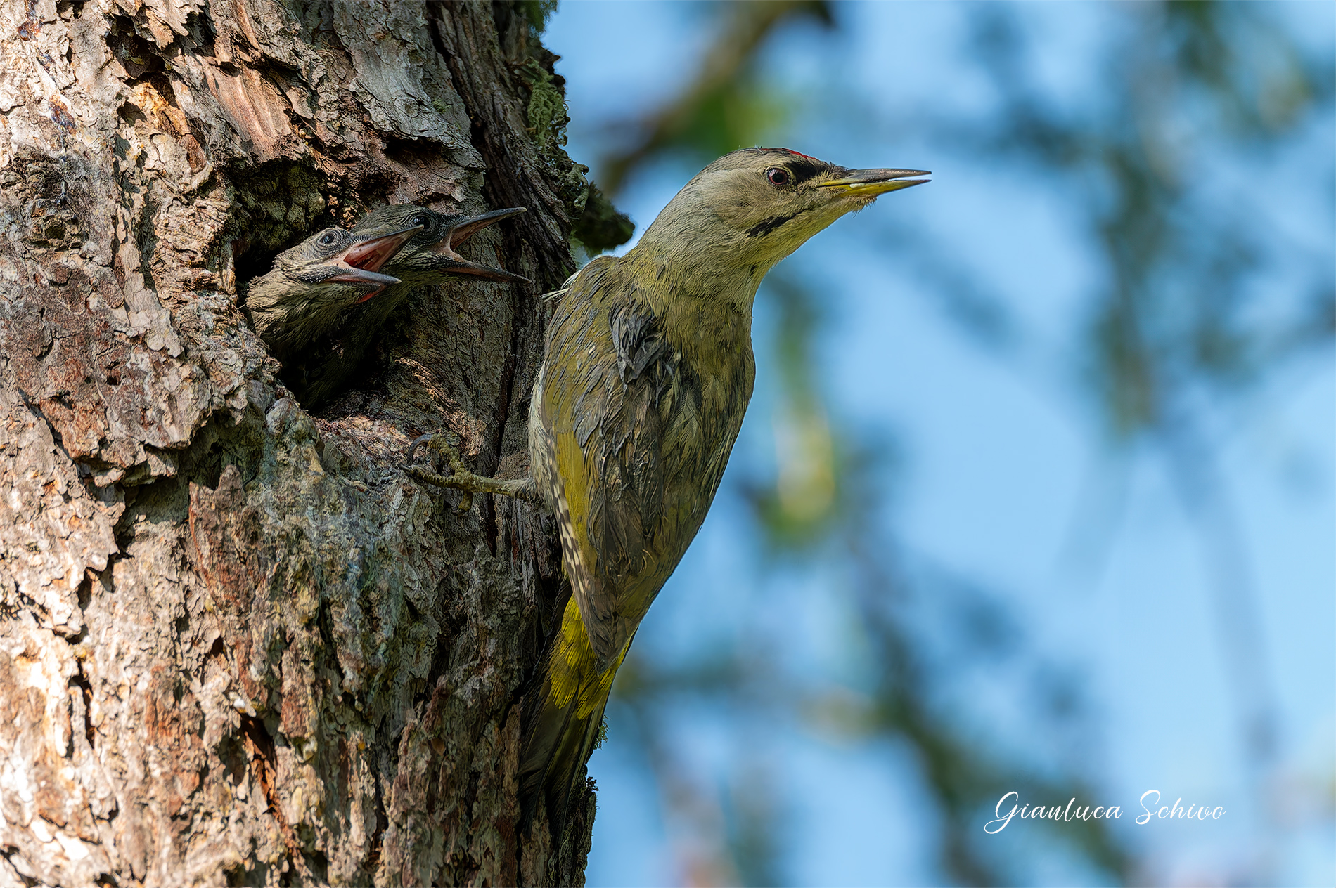 Grey-headed woodpecker