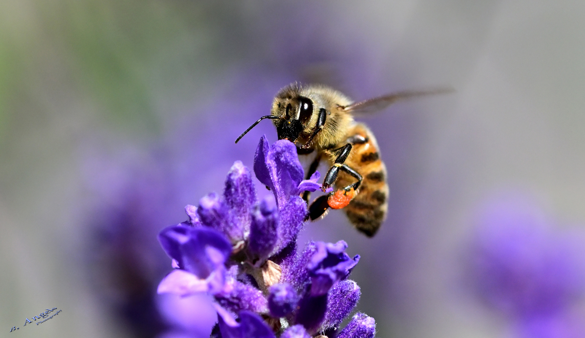 " Bottinatrice "  Ape mellifera