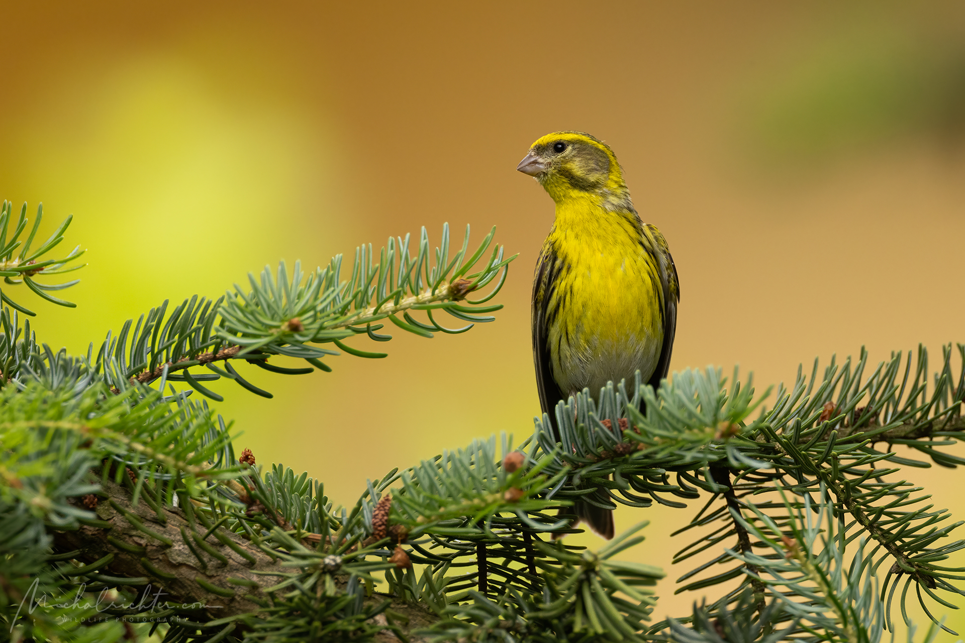 Serinus serinus (European serin)