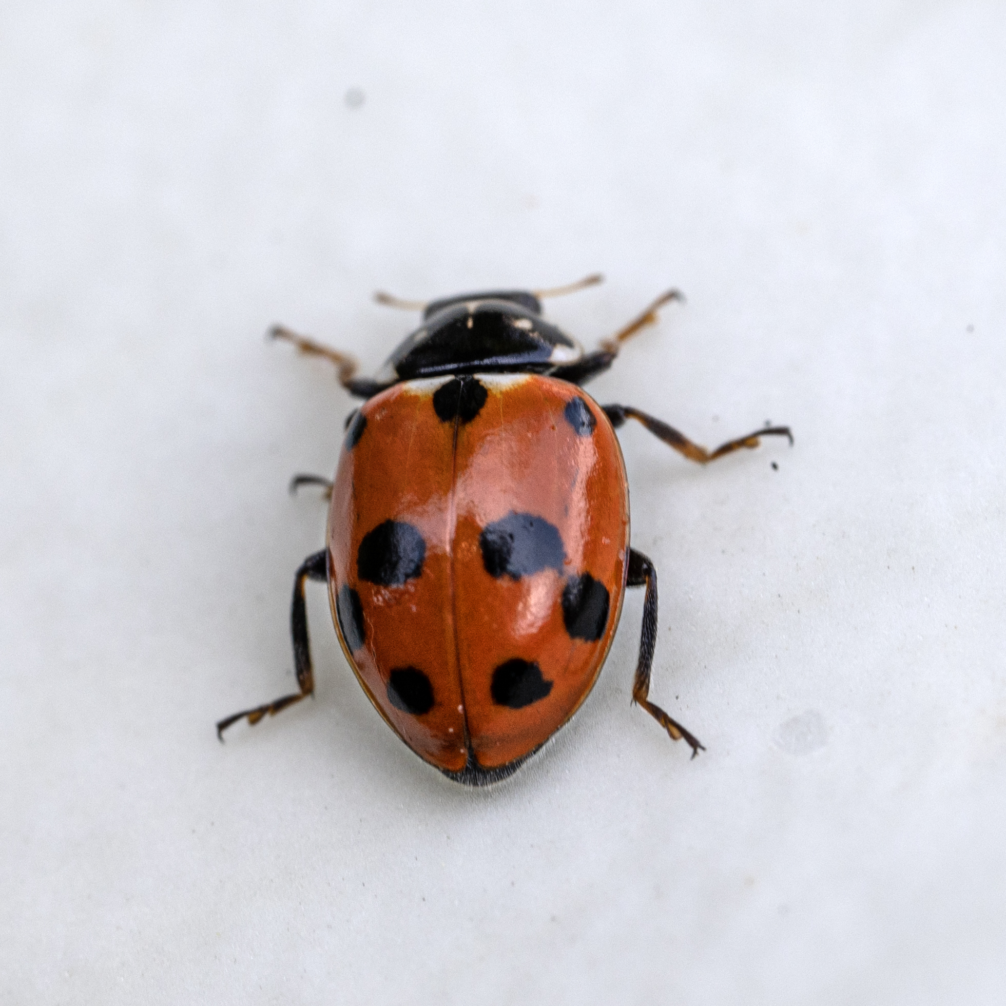 ippodamia (Hippodamia variegata) con 9 punti neri