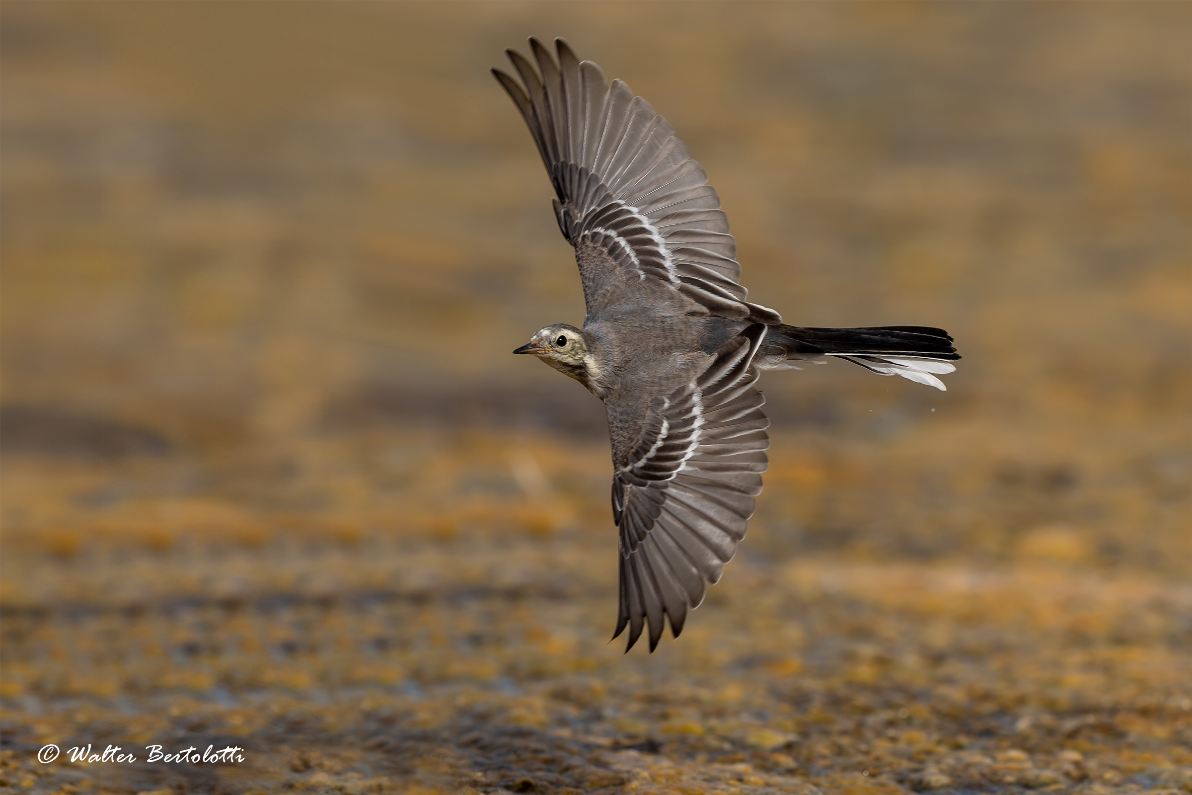 The Flight of the Ballerina