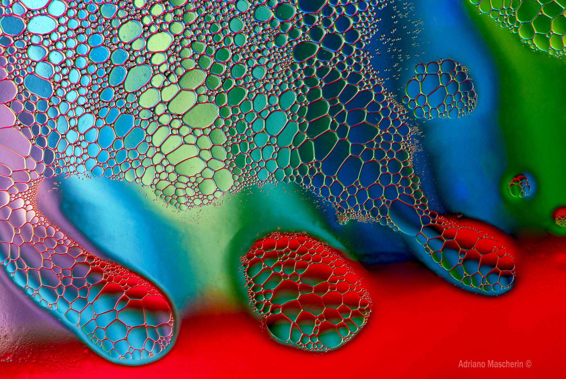 La fabbrica delle cellule