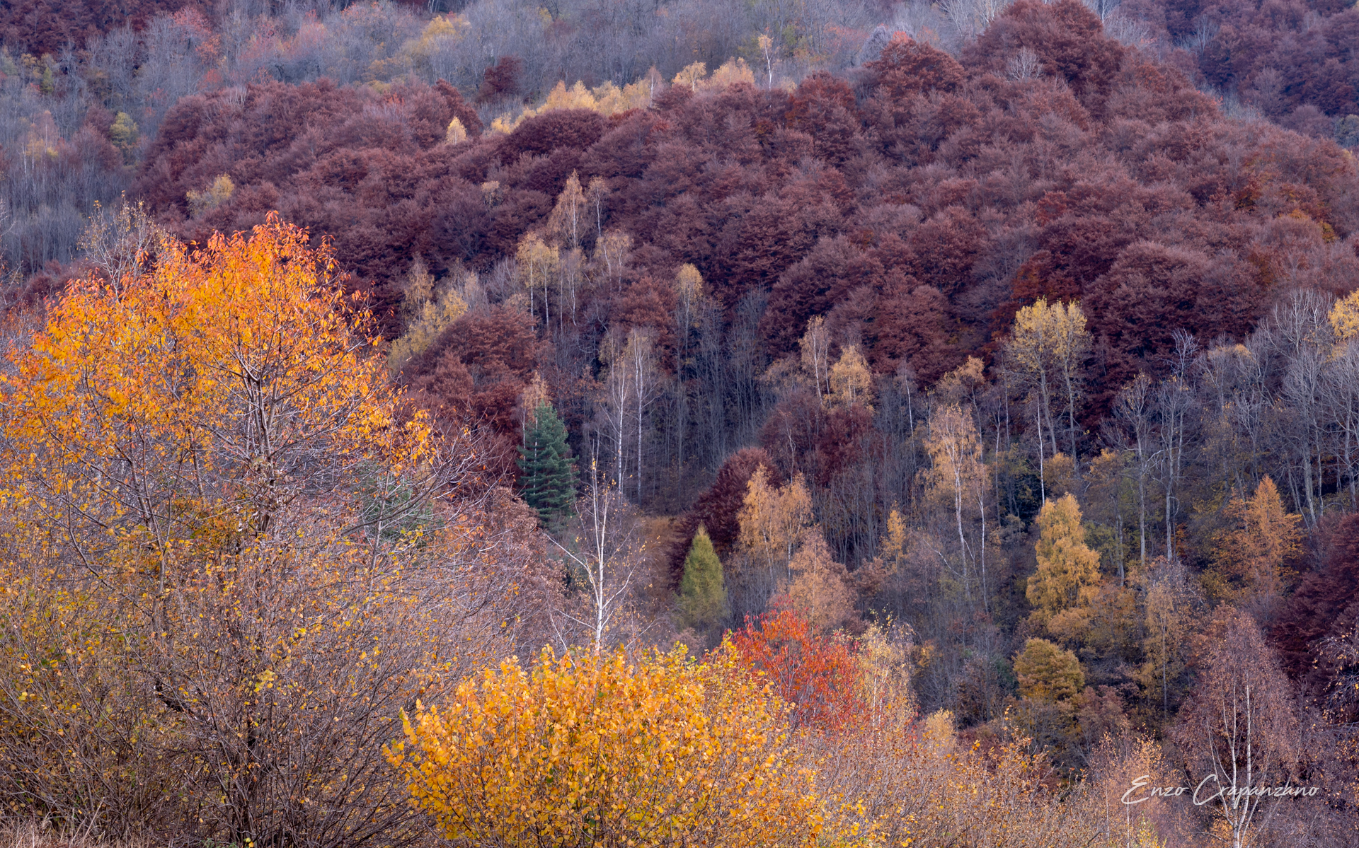 Trees 4