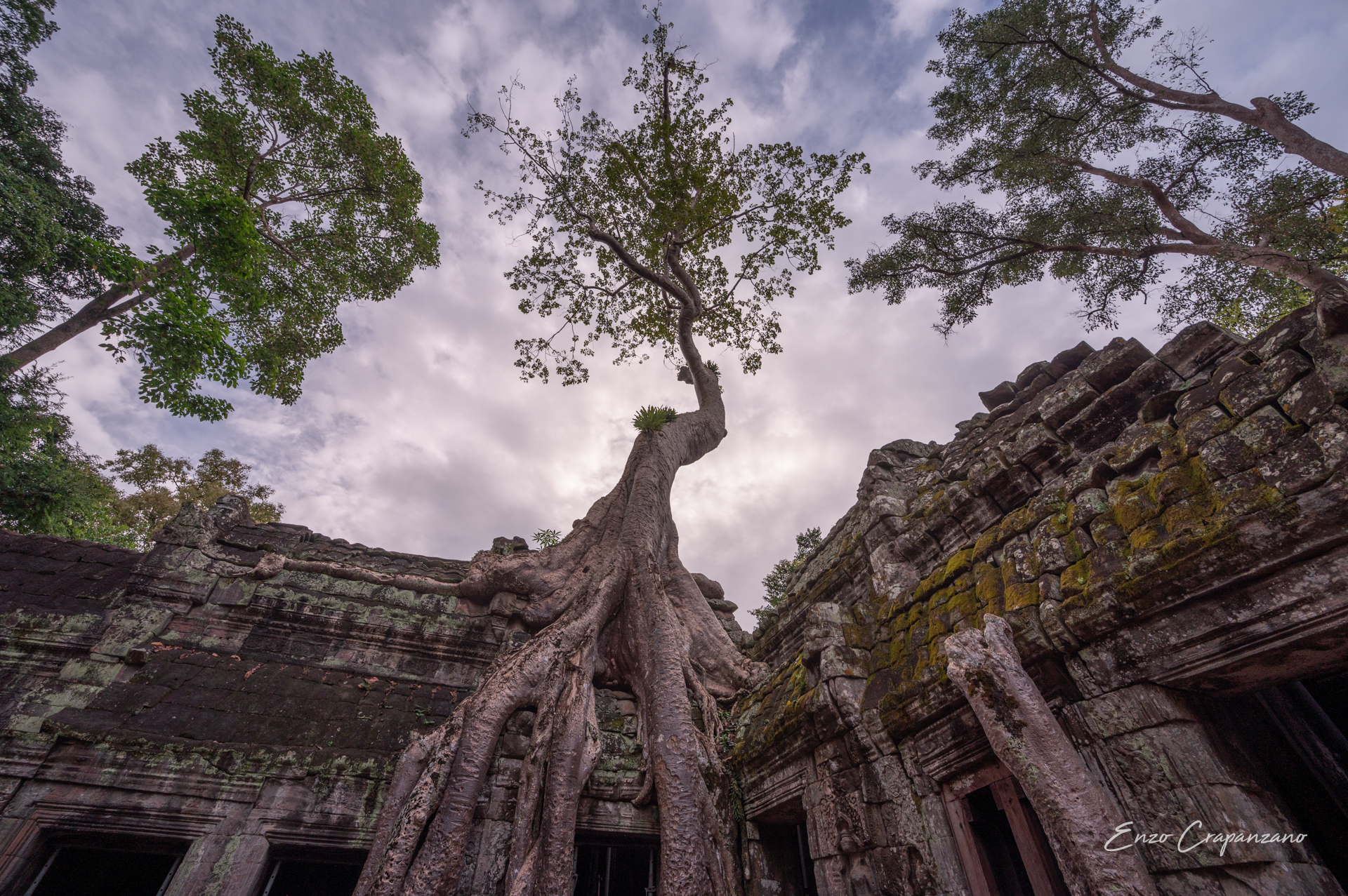 Trees 5