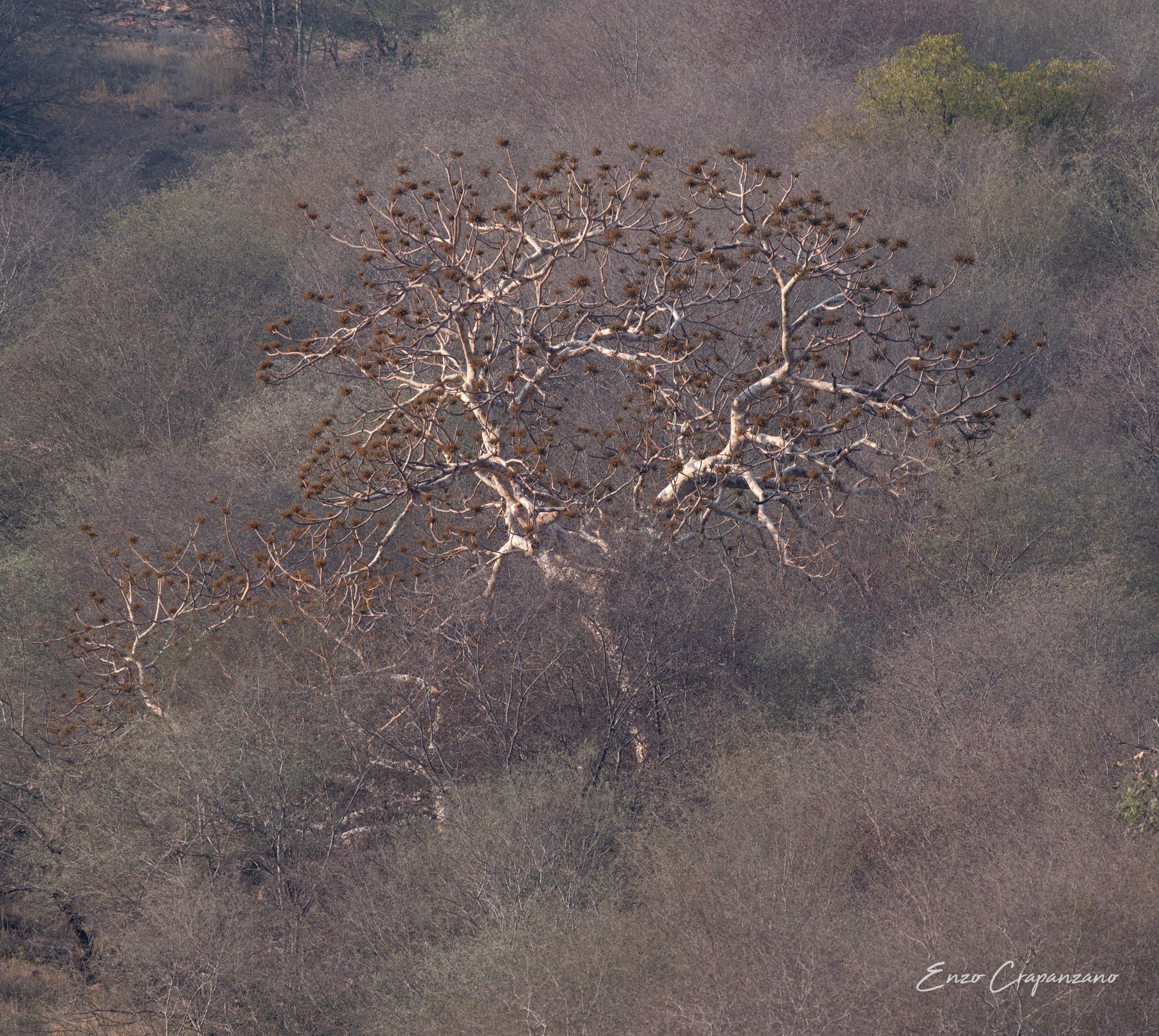 Trees 6