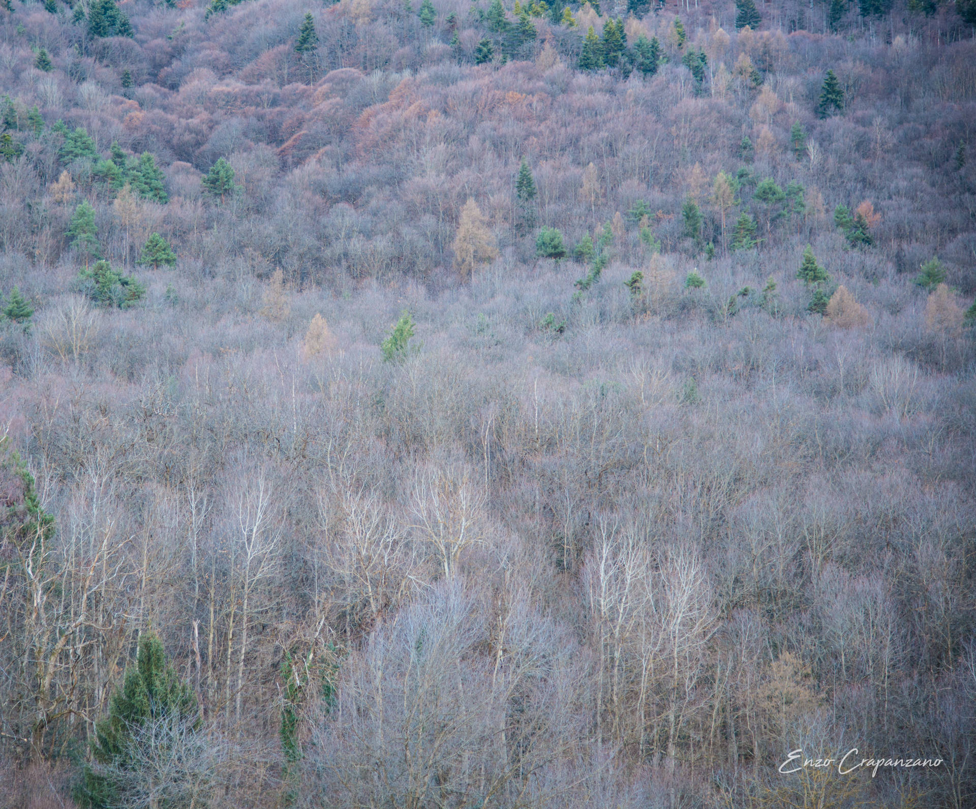 Trees 7