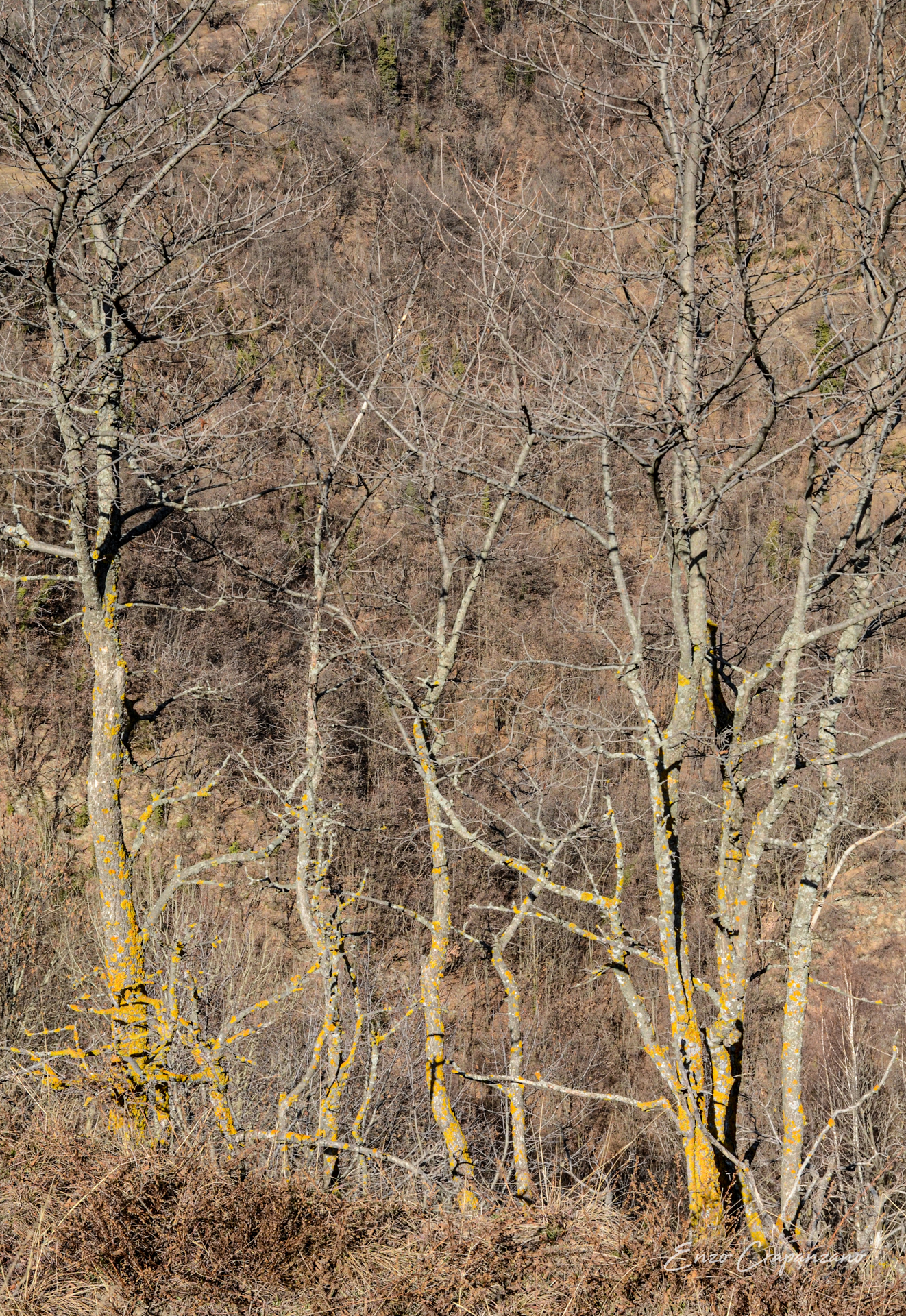 Trees 8