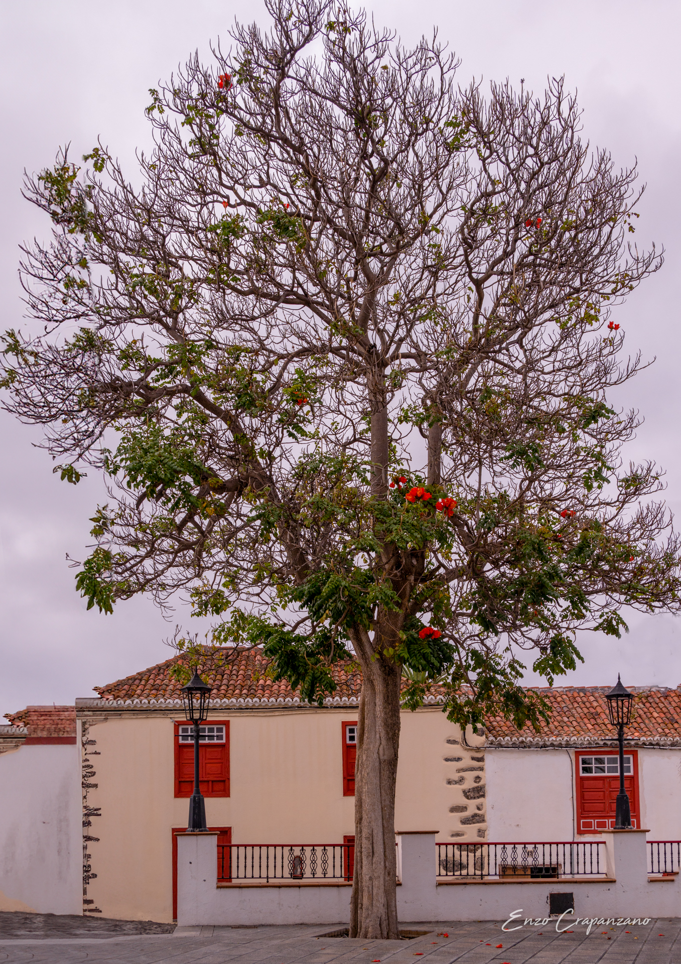 Trees 11