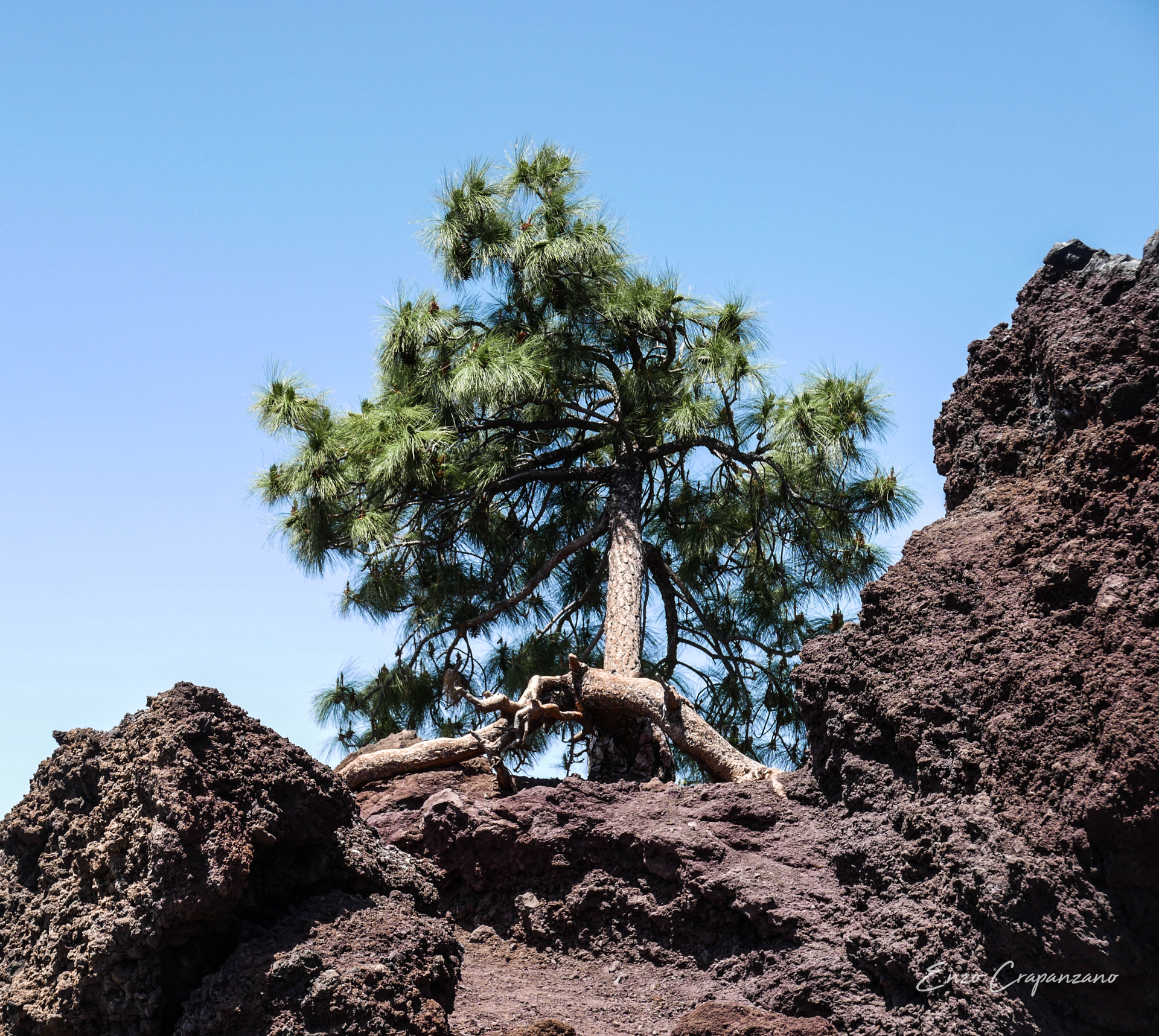 Trees 13
