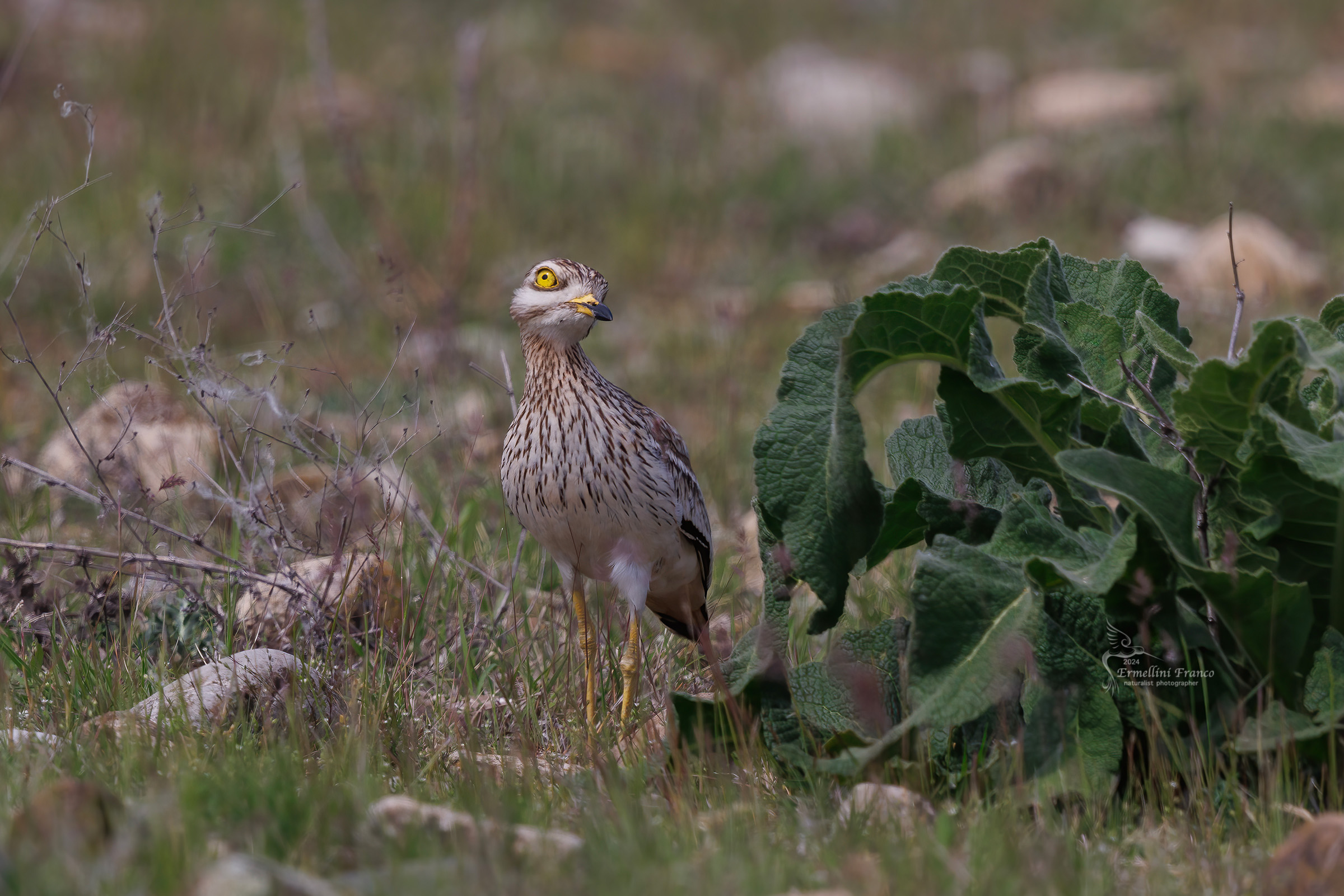 Eye curlew