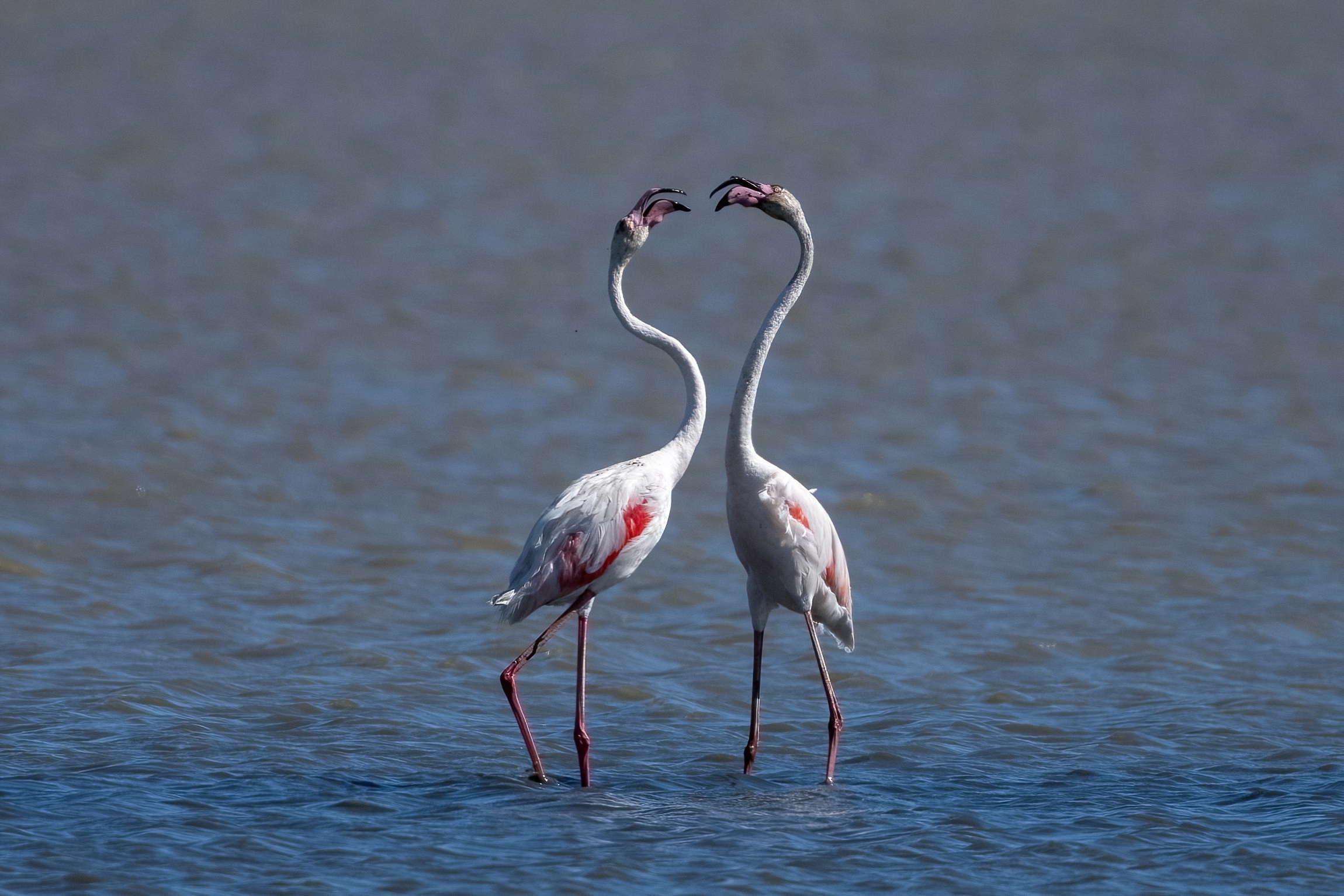 Bickering in the sun