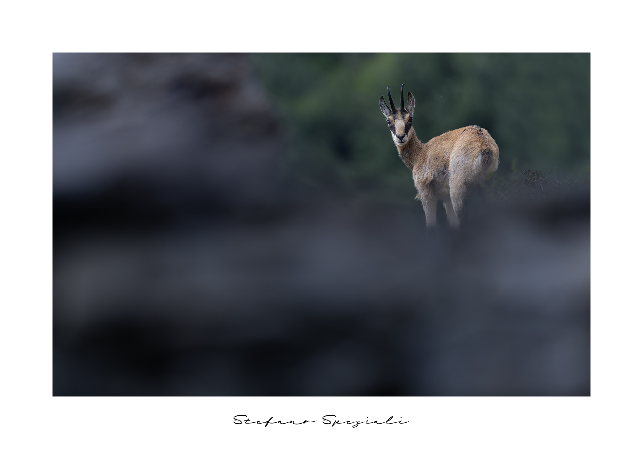 Camoscio - Rupicapra rupicapra