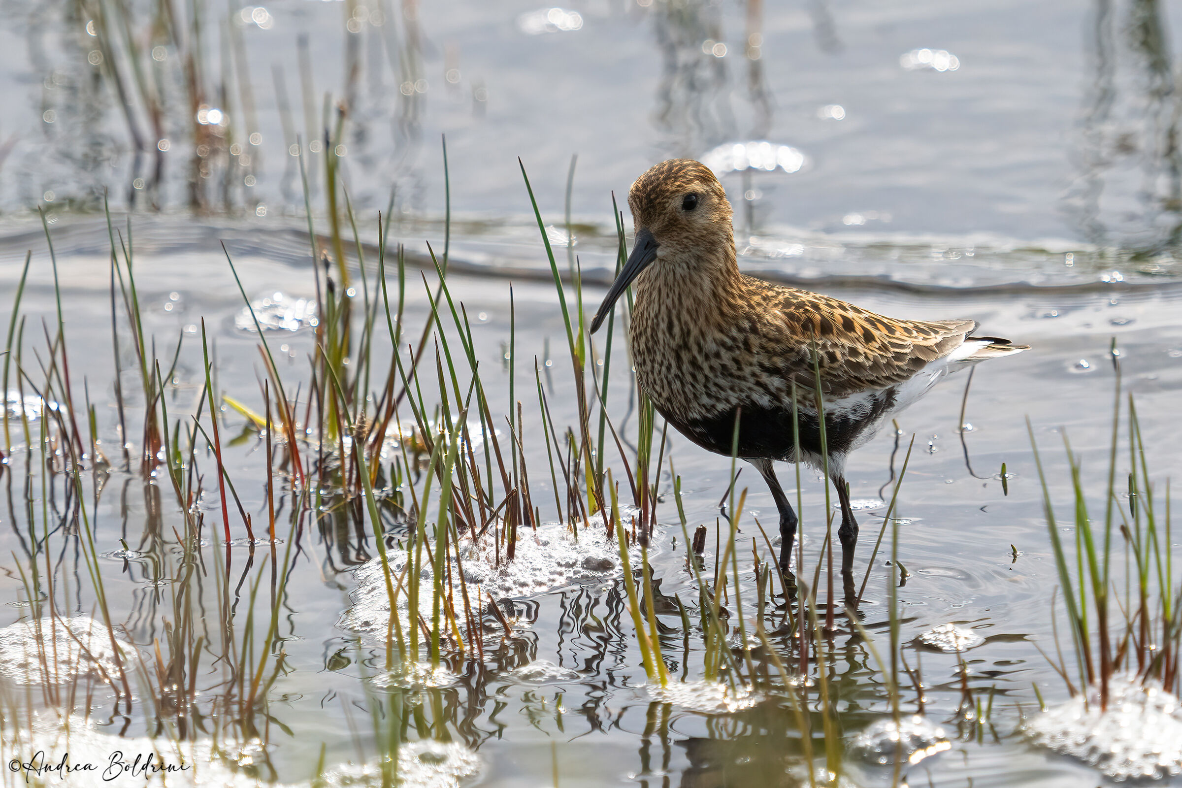 Dunlin