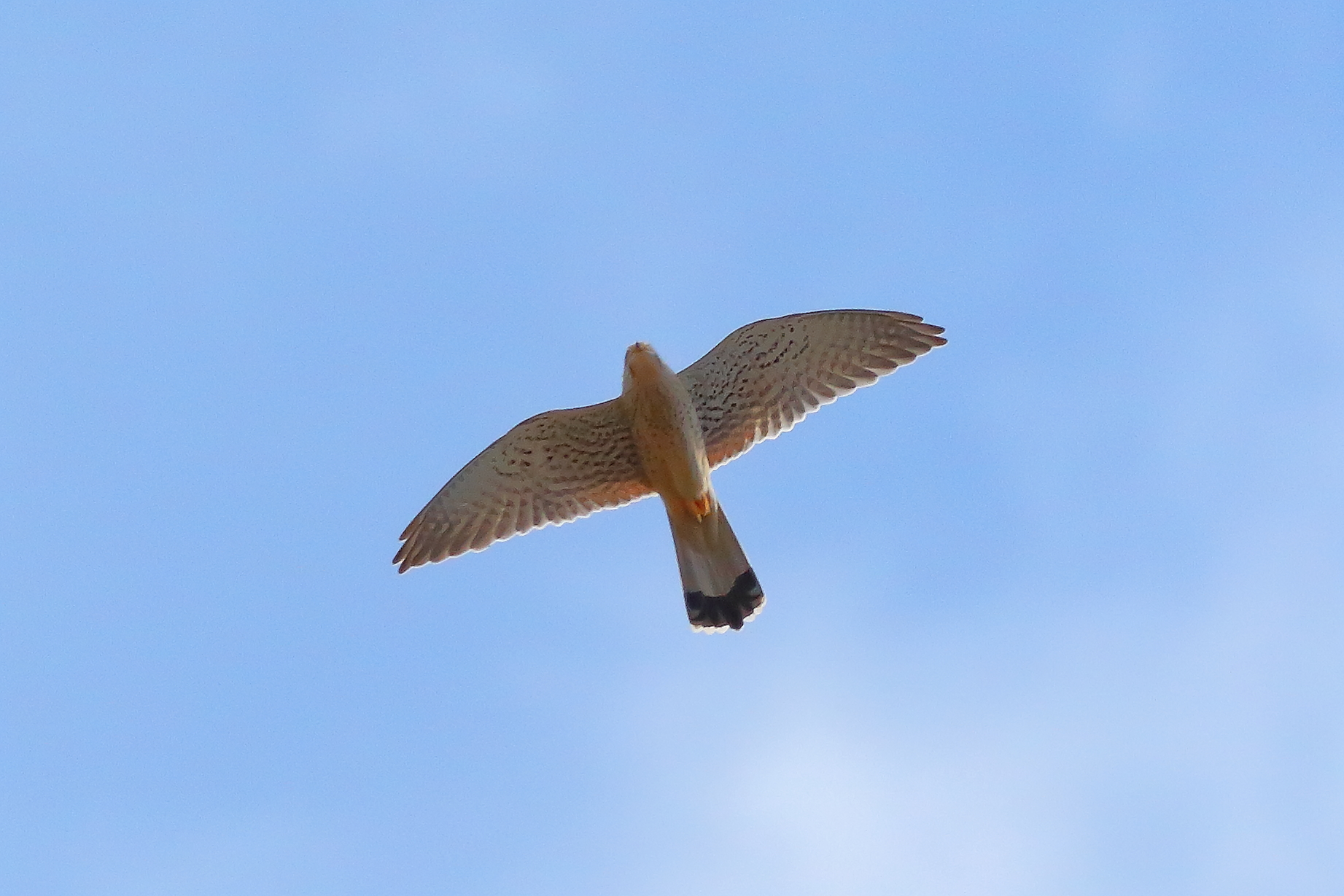 Gheppio 24 marzo 2024 - 7257