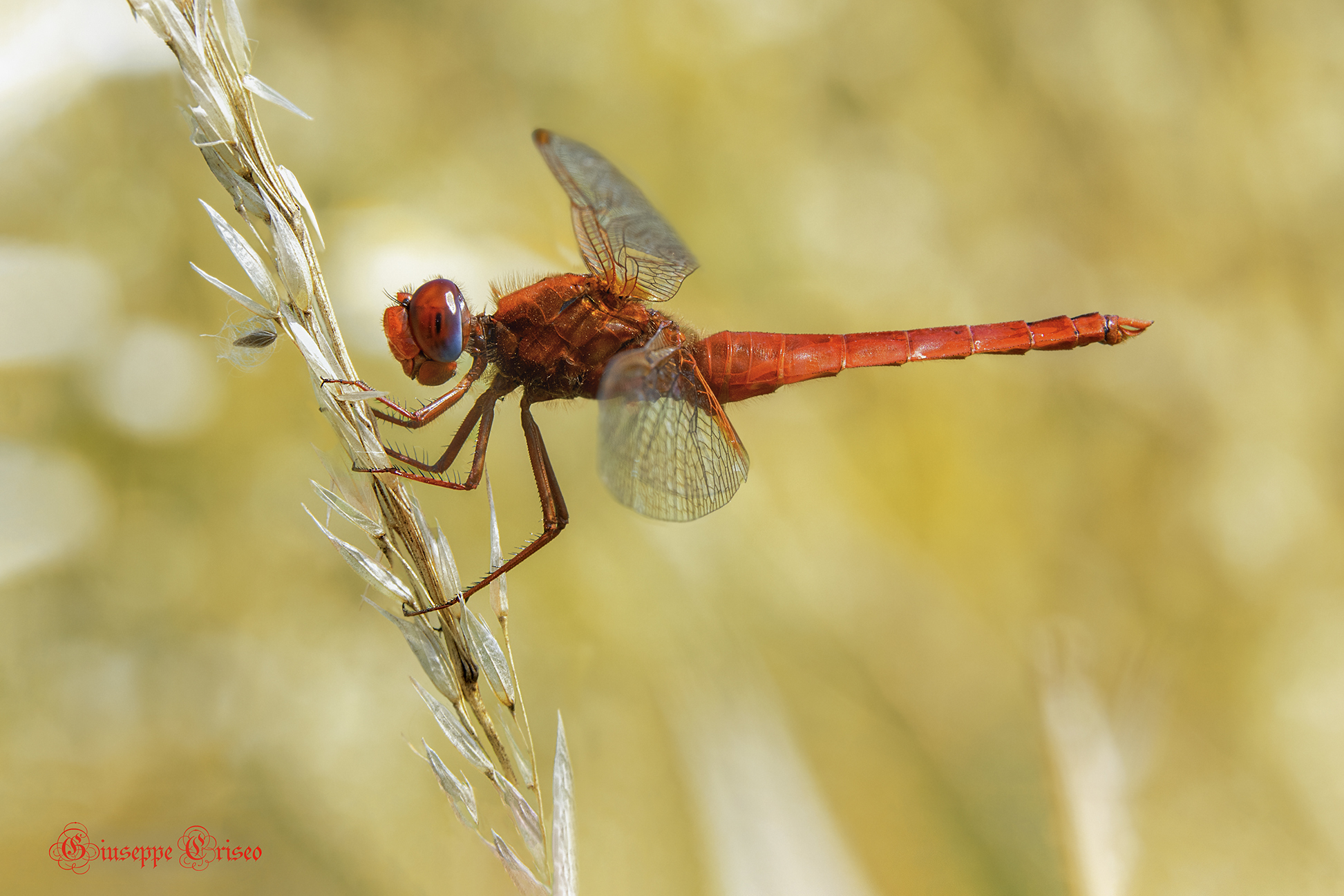 Crocothemis erythraea ?