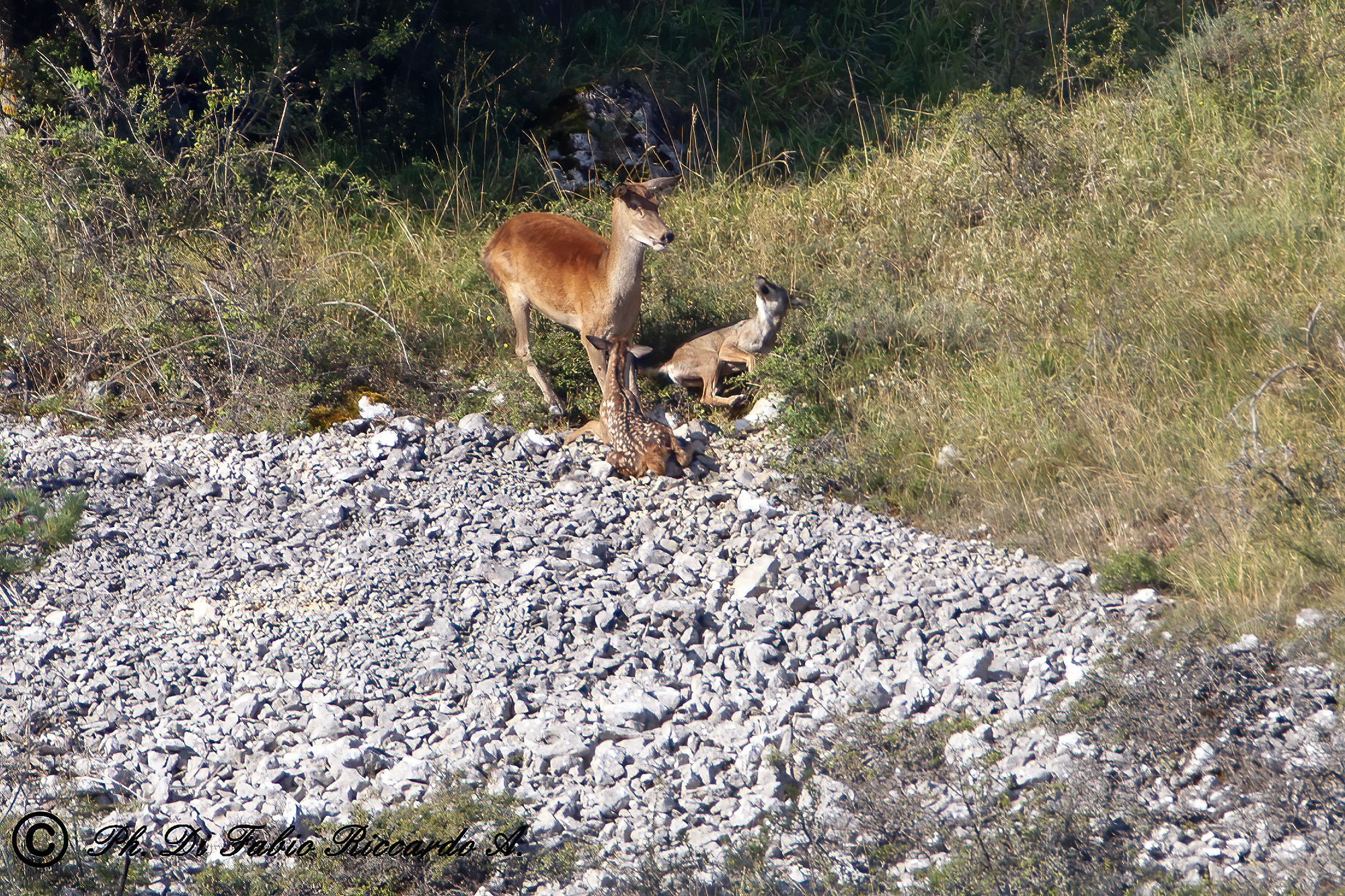 Preface to the fawn wolf