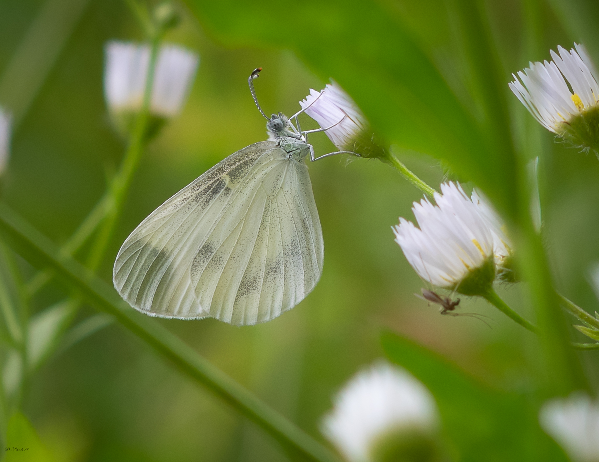 White Butterfly