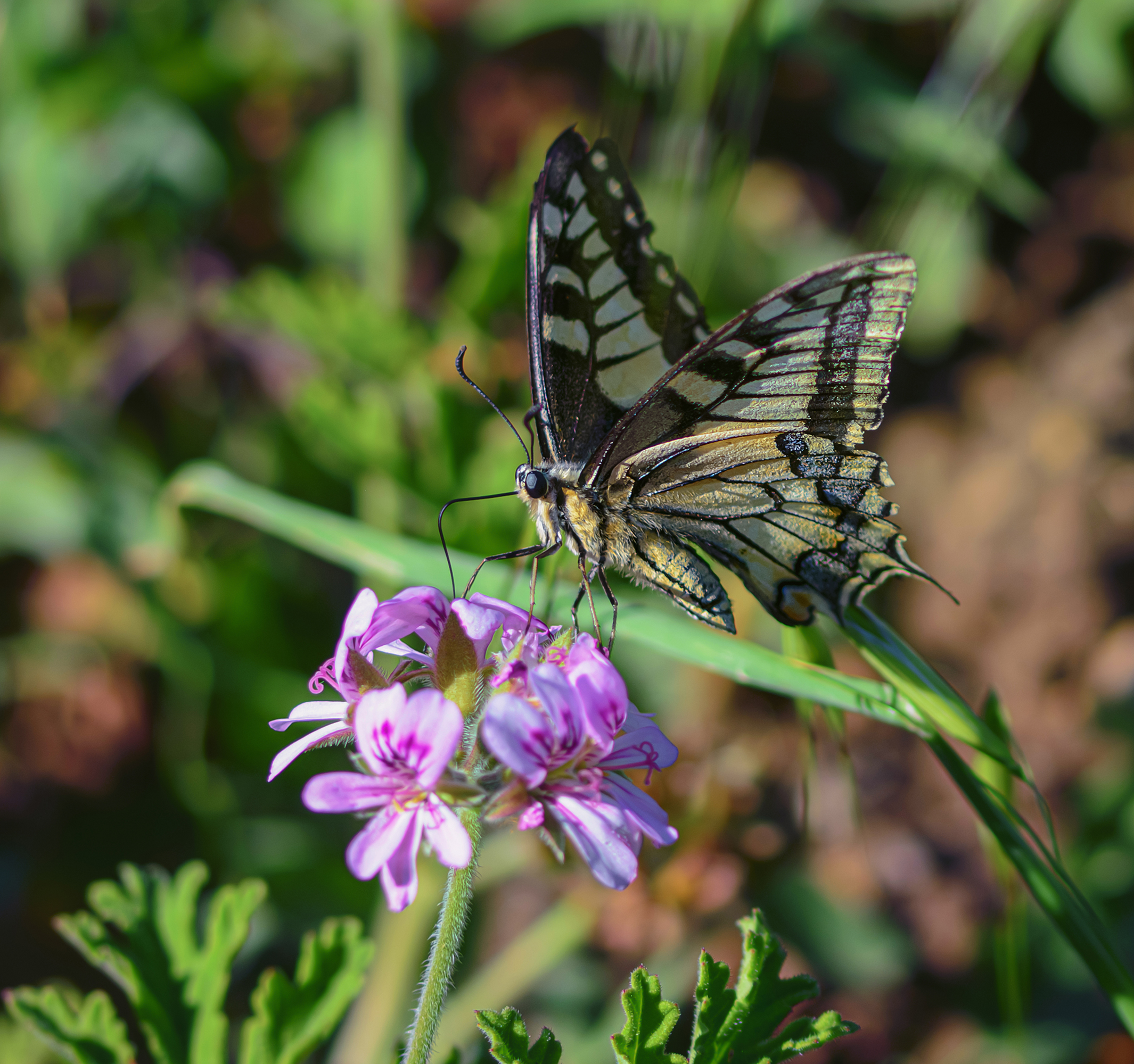 The butterfly paused for a moment.