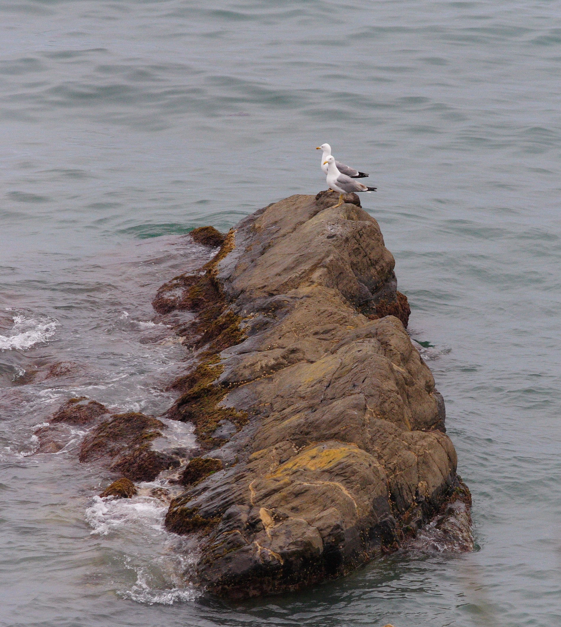 Seagulls on the beach