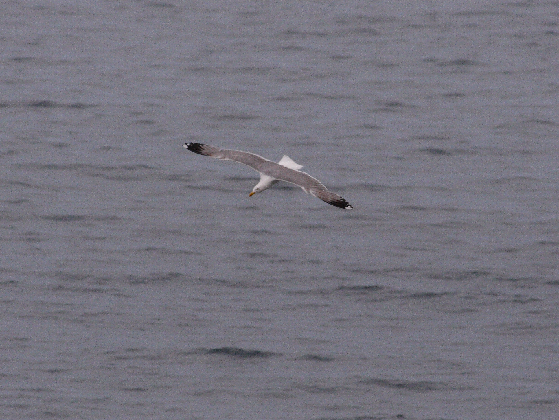 Seagull gliding