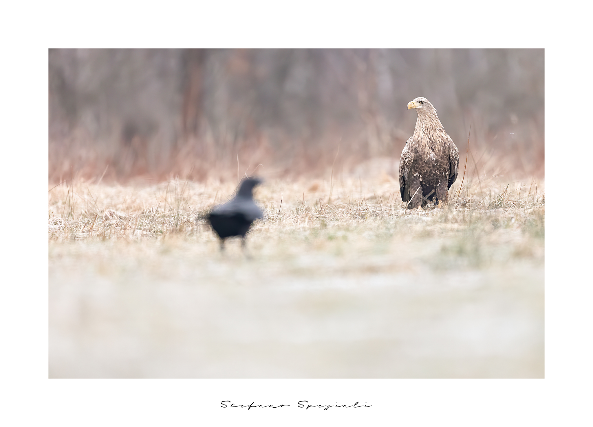 White-tailed sea eagle - Haliaeetus albicilla