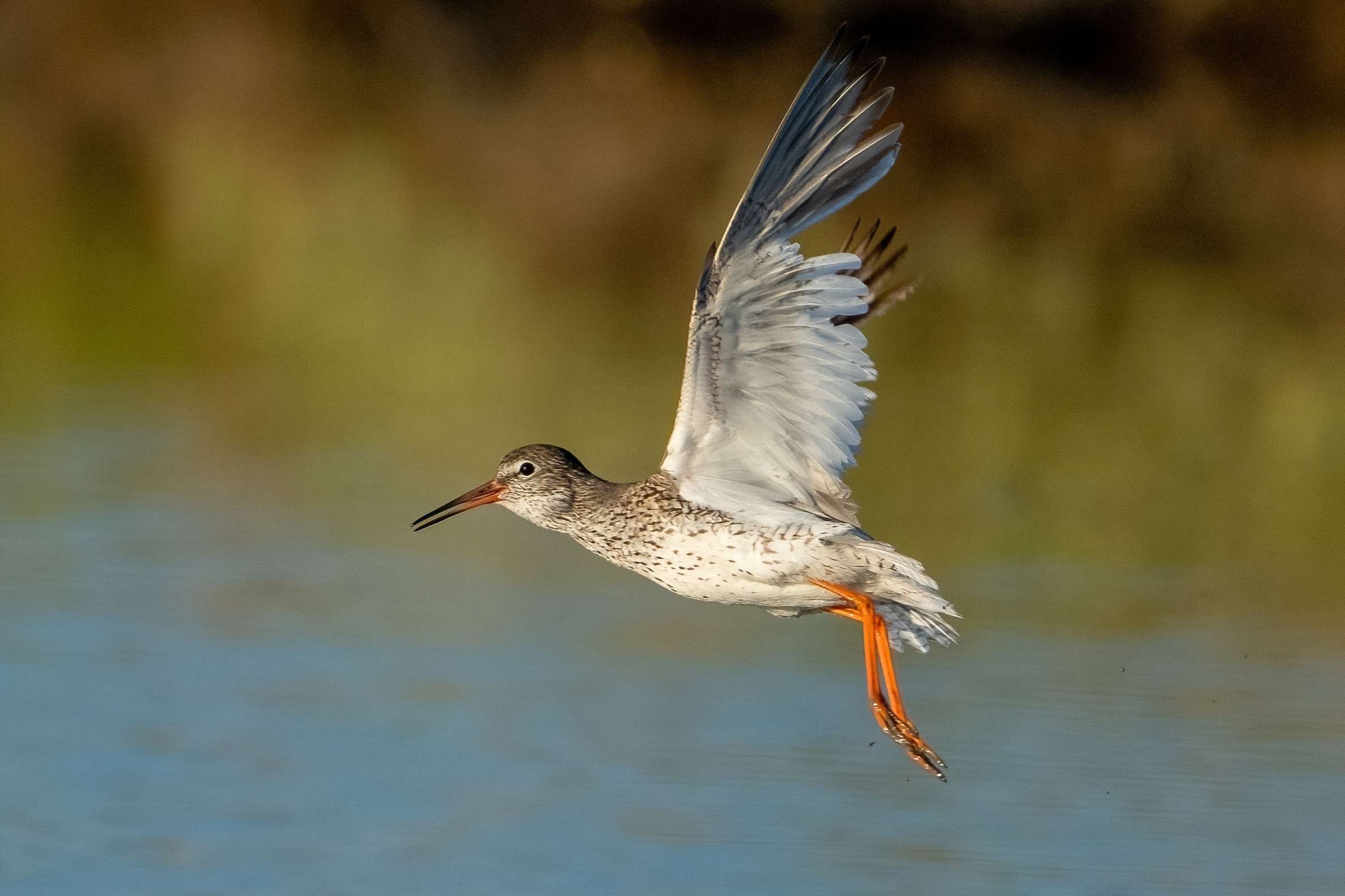 Redshank (Tringa totanus)