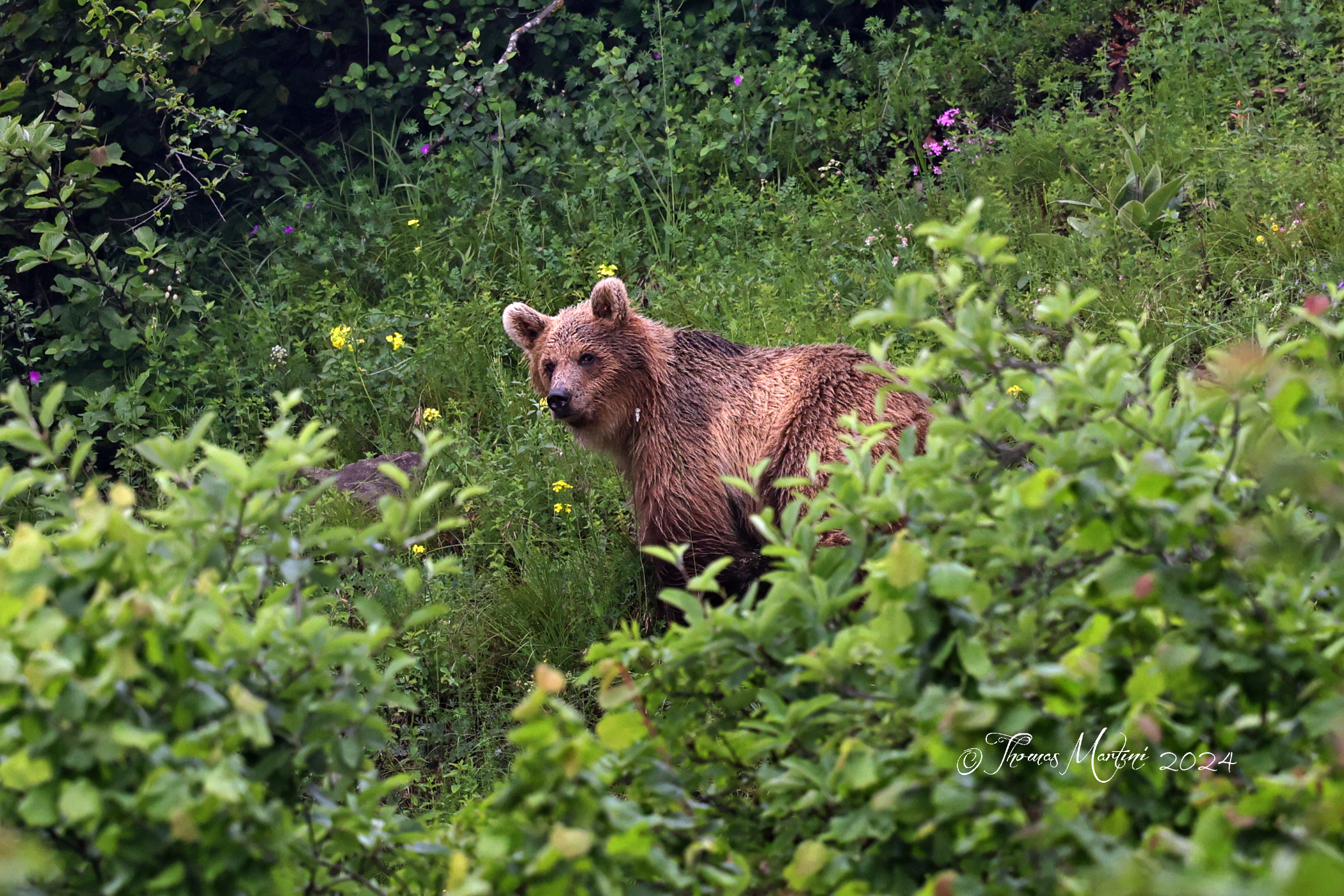 Trentino Bear in Brenta