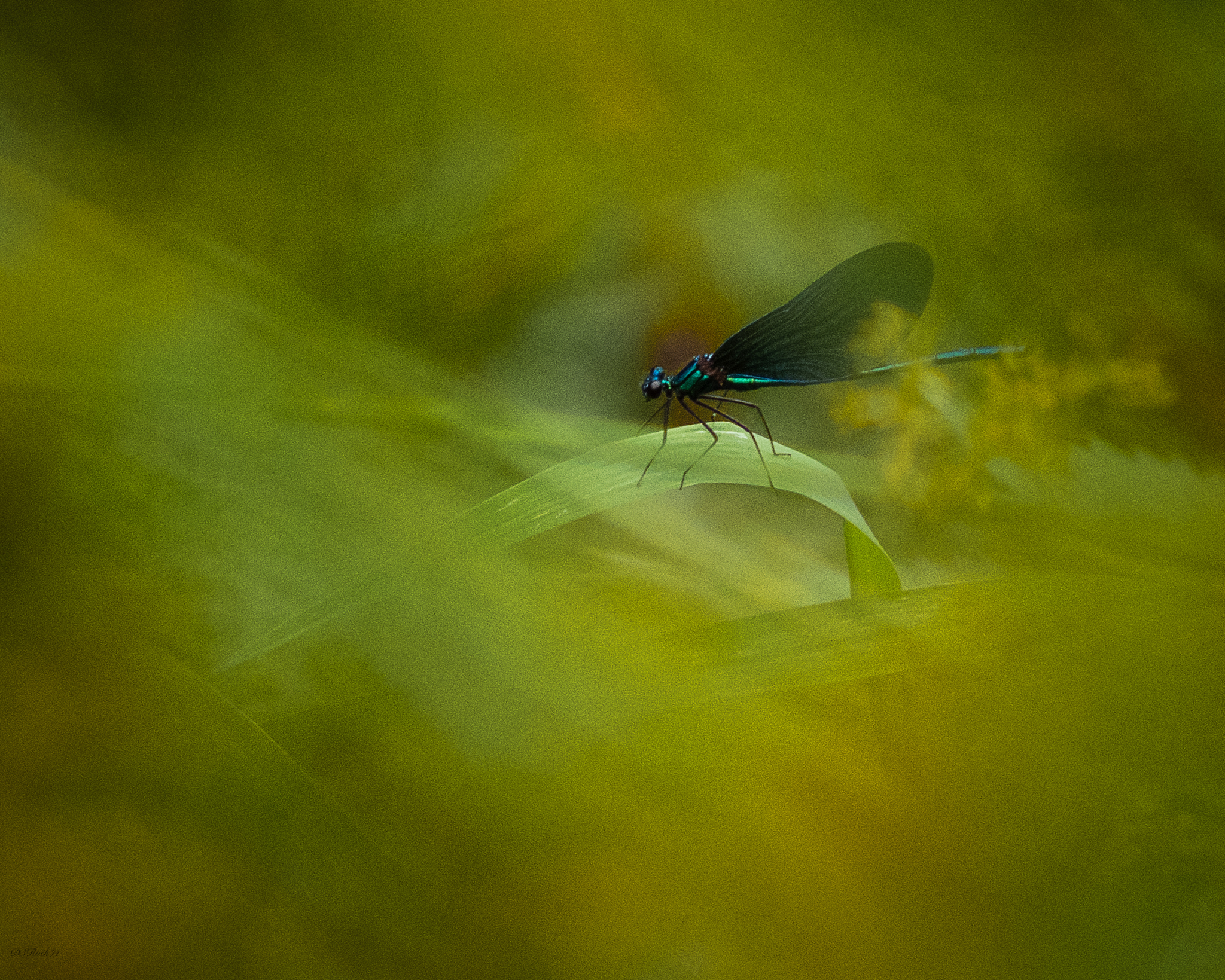 Dragonfly hidden in the leaves