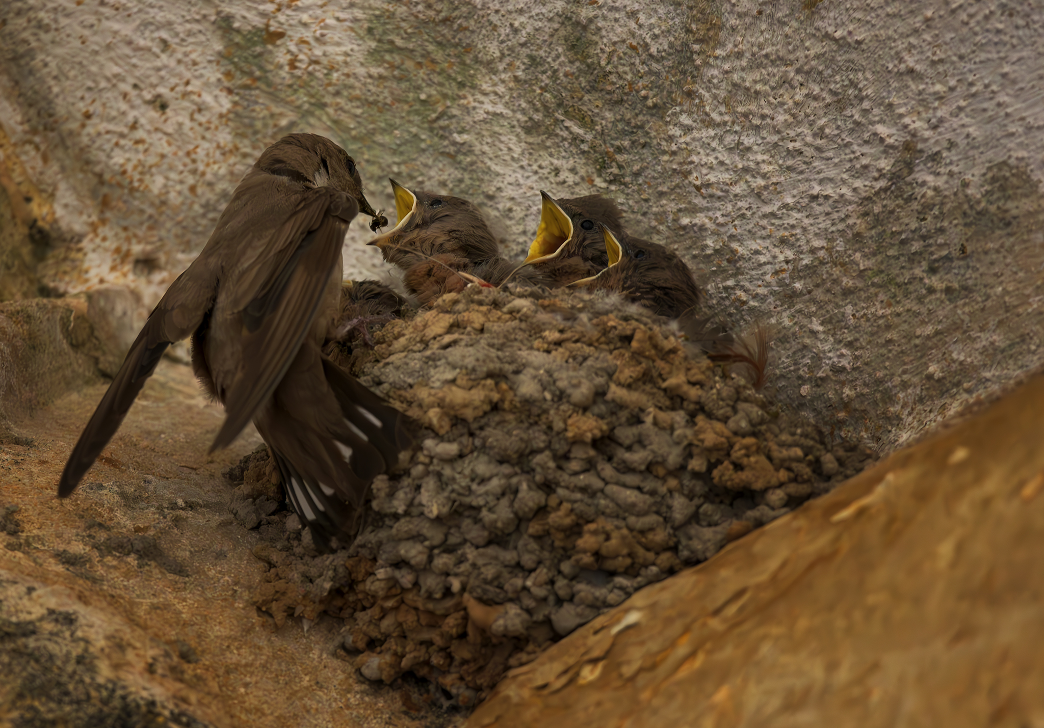 Here comes the gruel