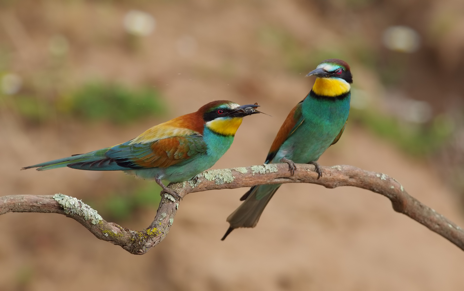 Questo me lo mangio io ( gruccioni )
