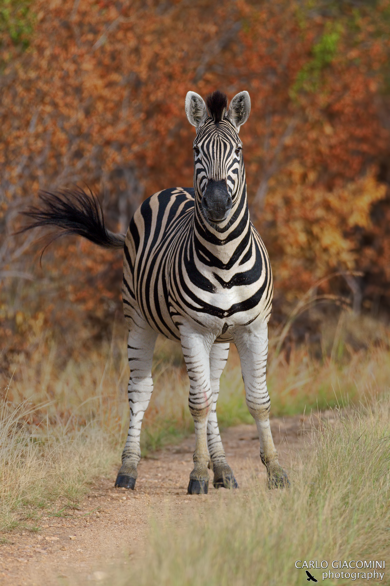 Zebra