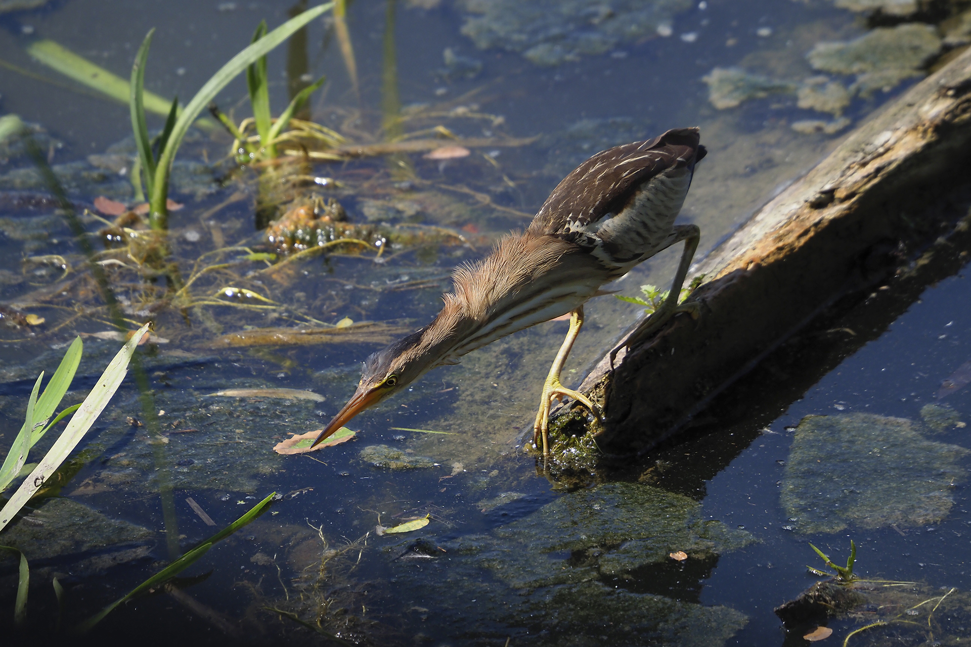 Little bittern (Ixobrychus minutus).