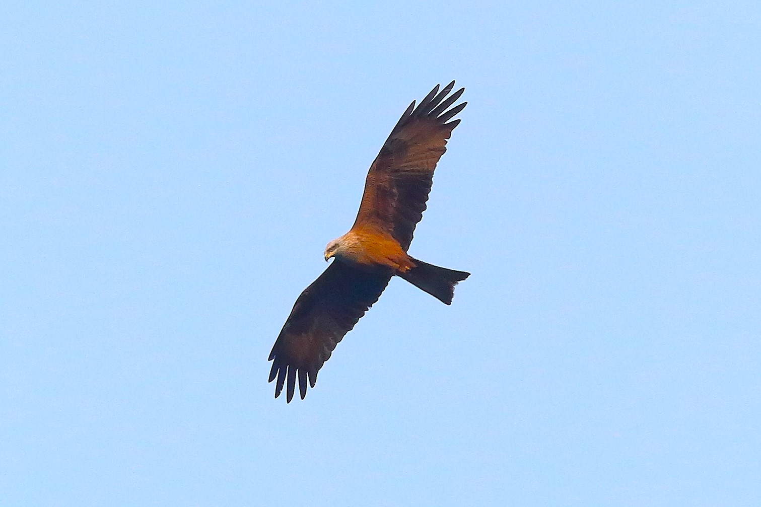 Nibbio bruno 22 marzo 2024 - 7221