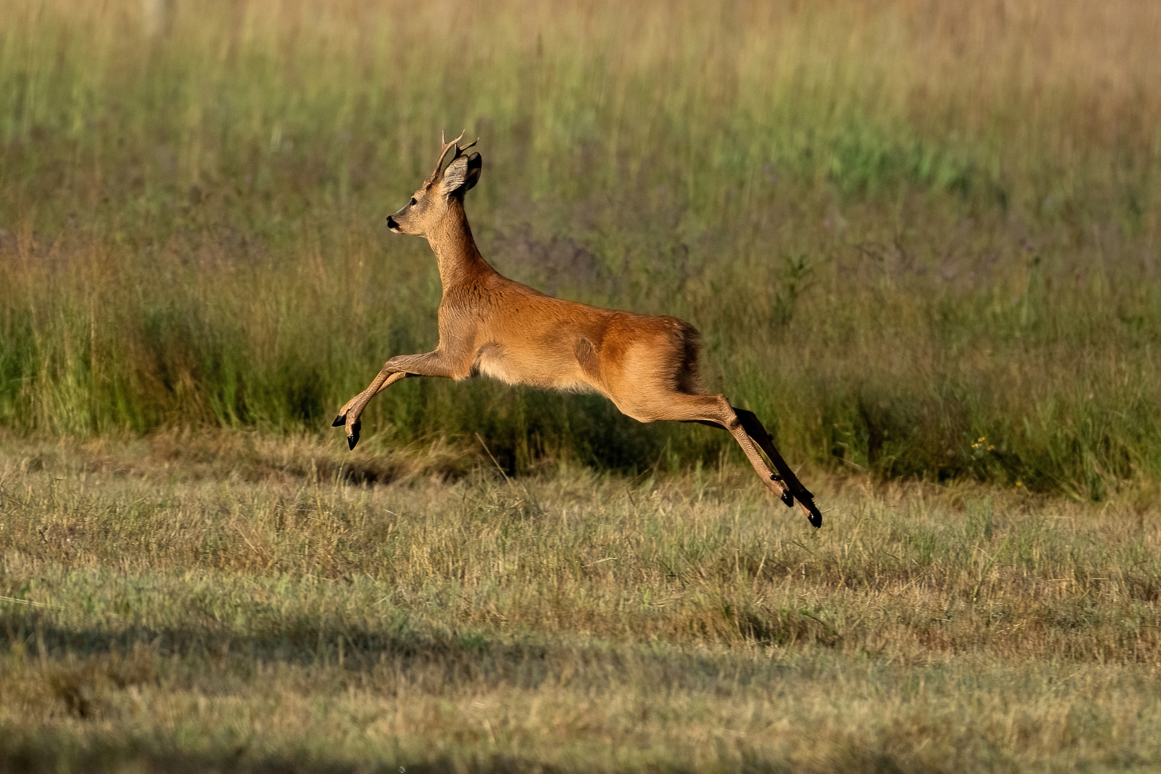 Un bellissimo maschio di Capriolo in fuga